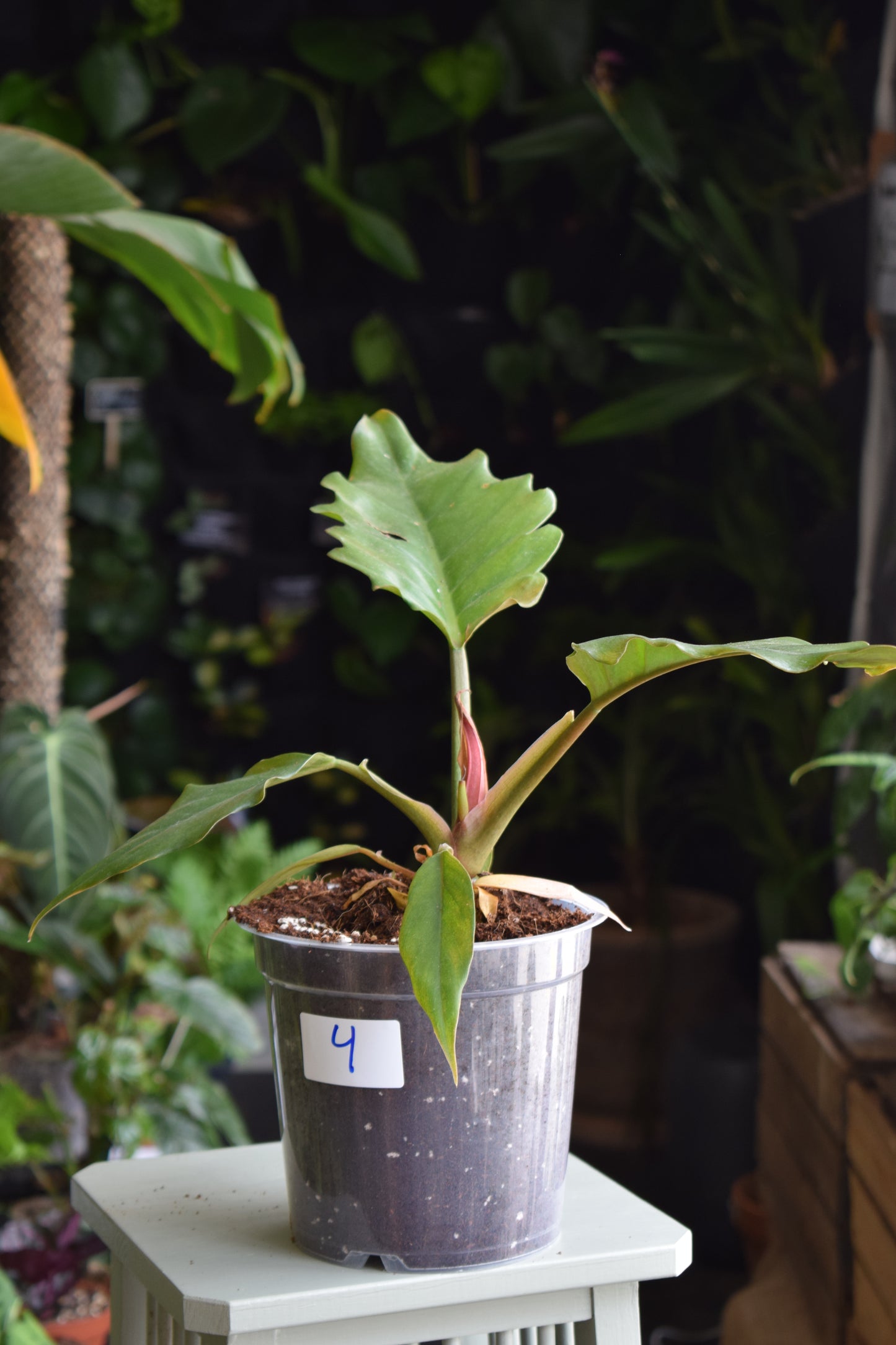 Philodendron 'Choco Empress'/'Pluto'