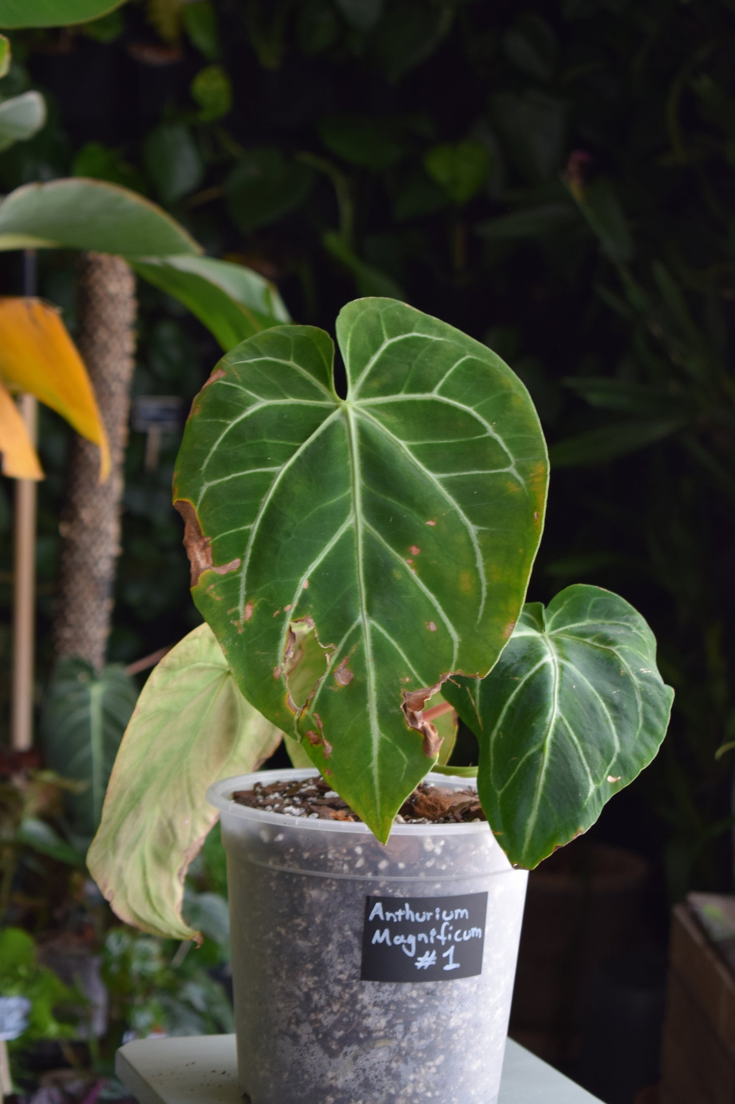 Anthurium Magnificum