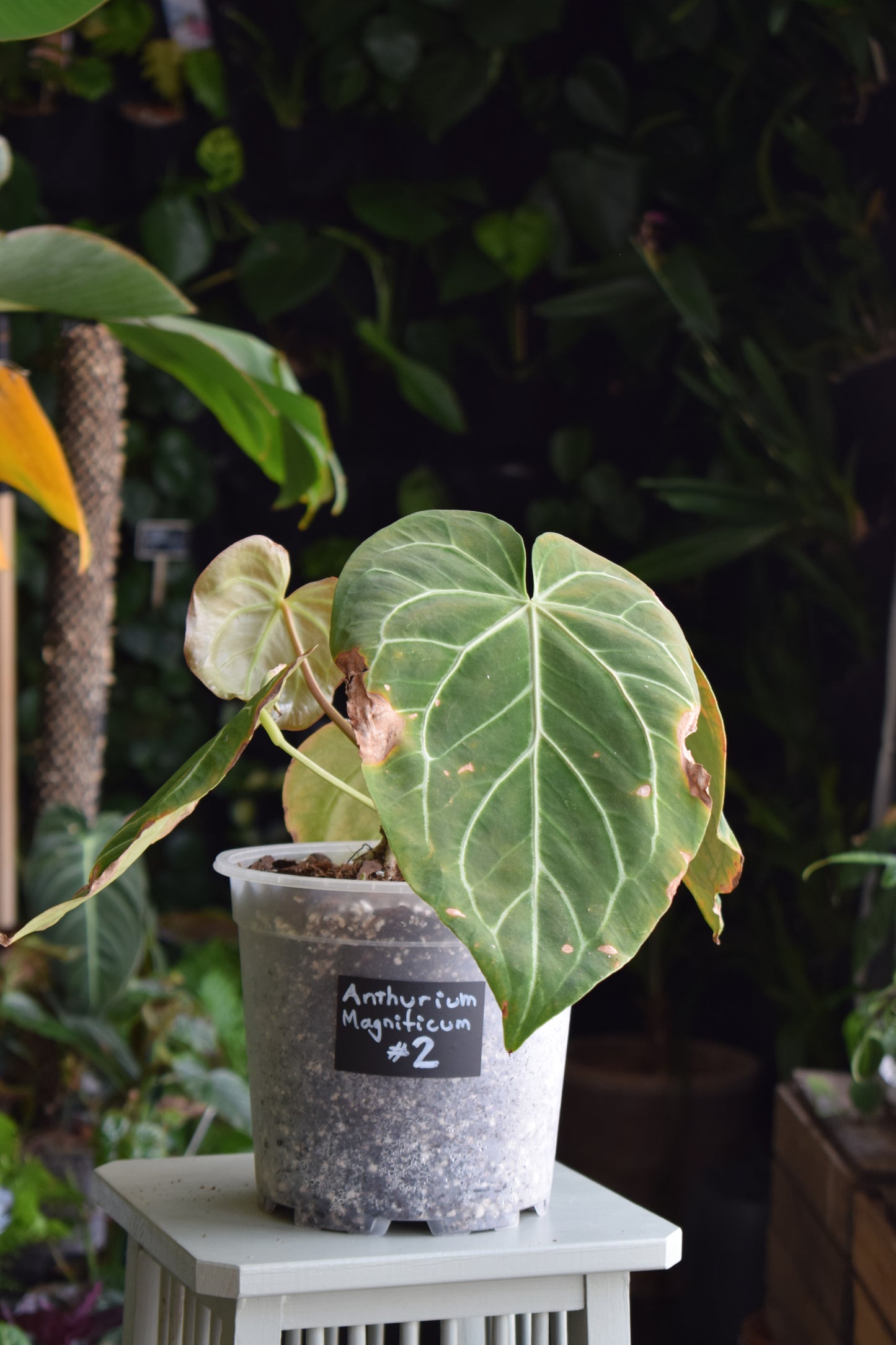 Anthurium Magnificum