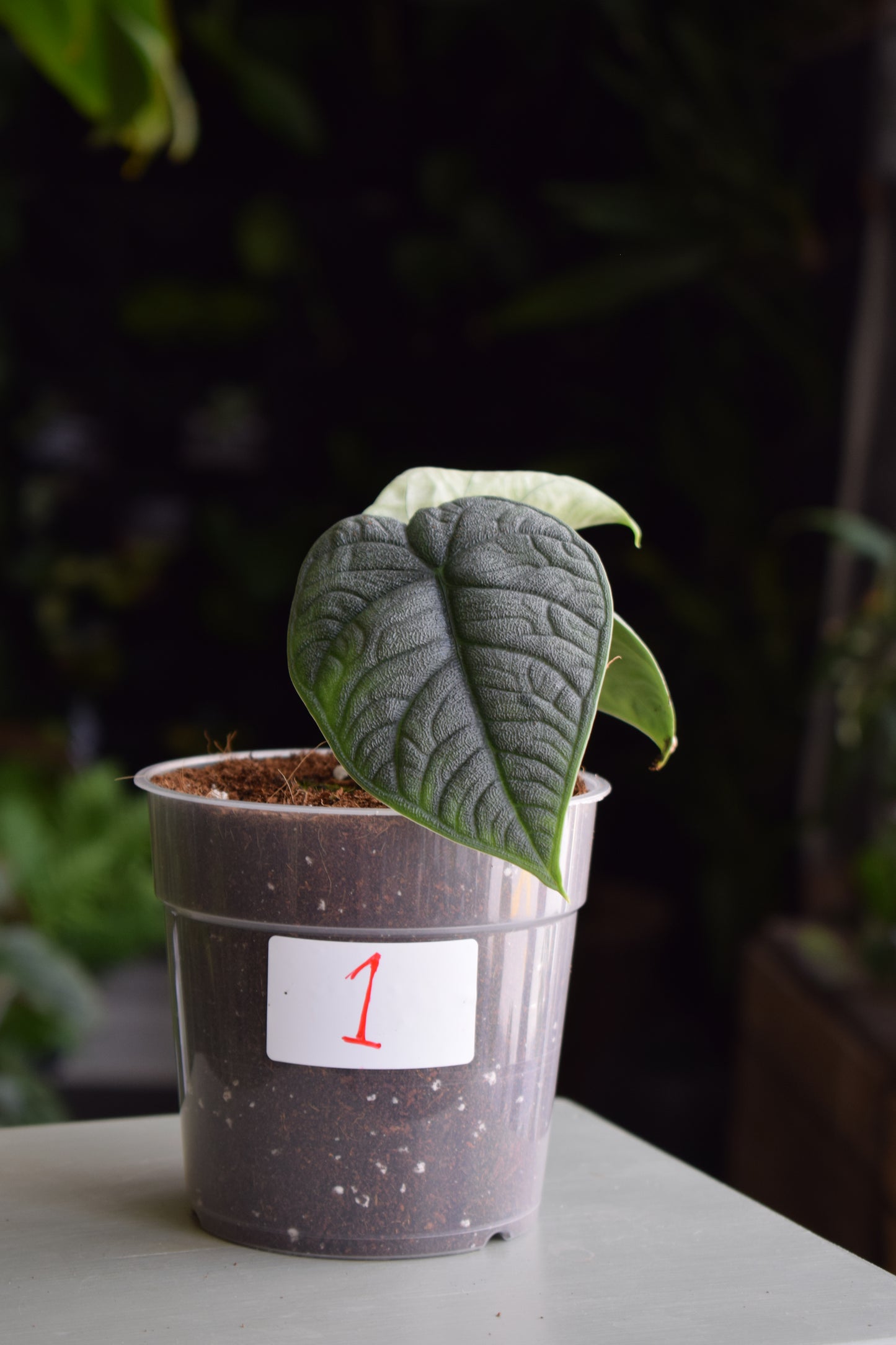 Alocasia Melo