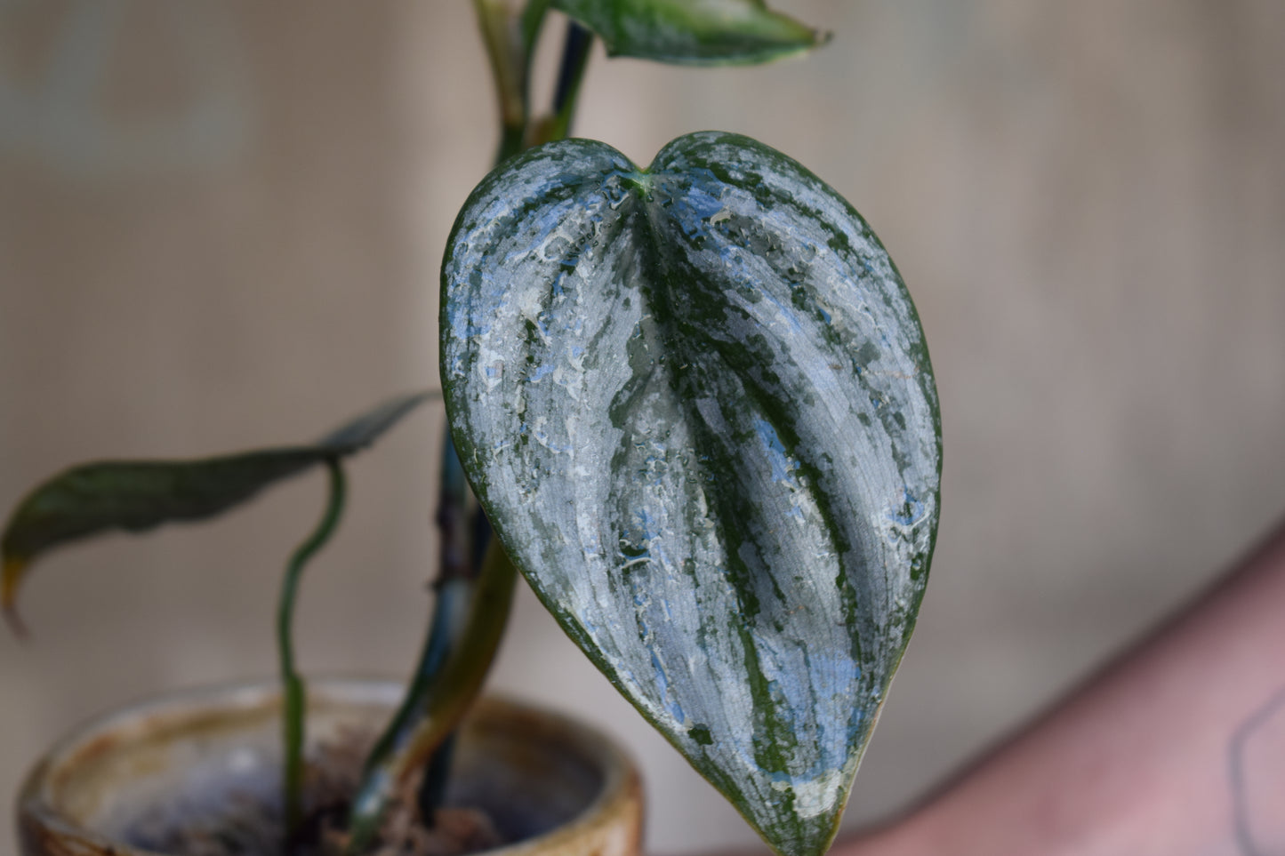 Philodendron brandtianum 