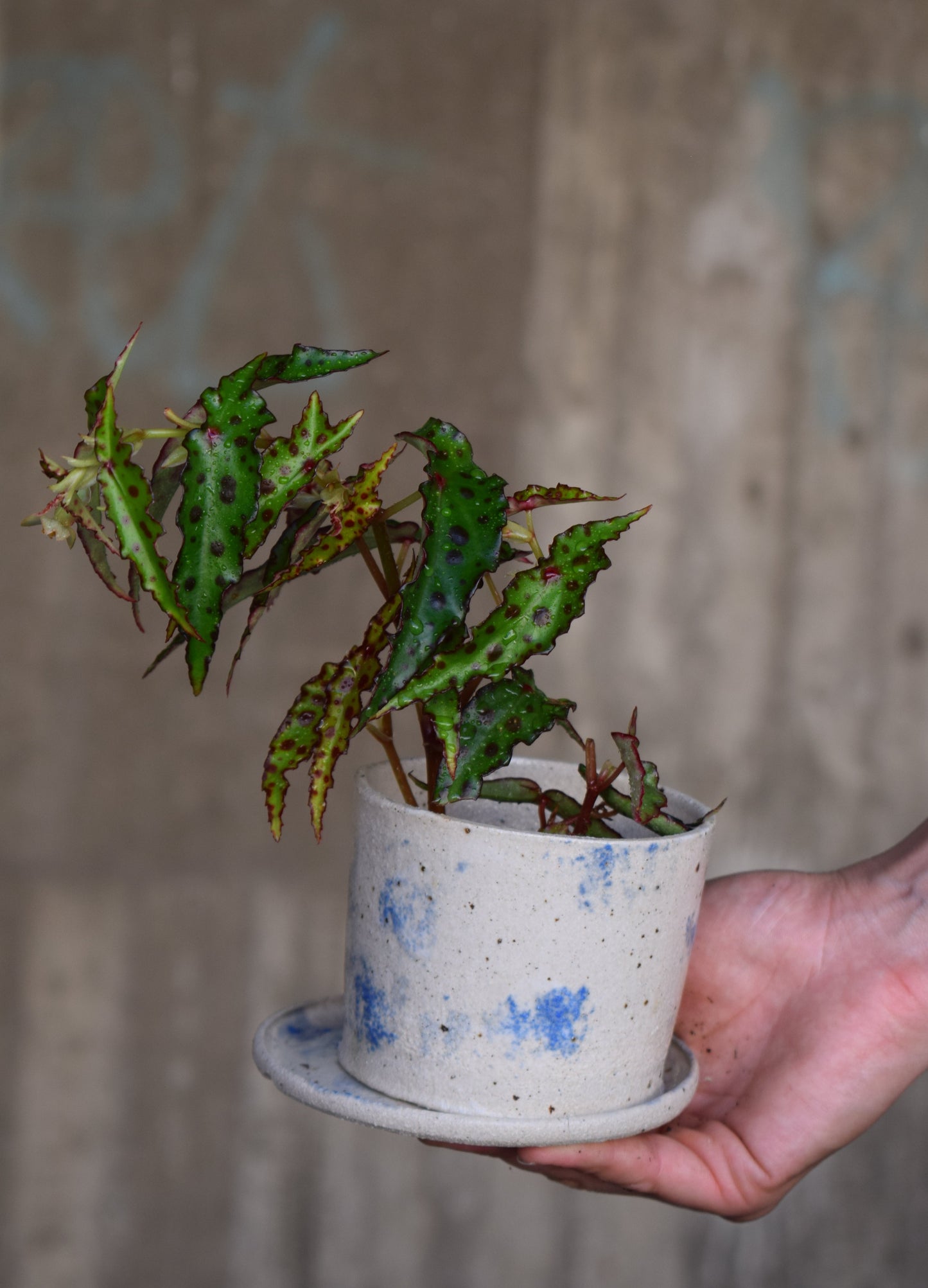 Begonia Amphioxus