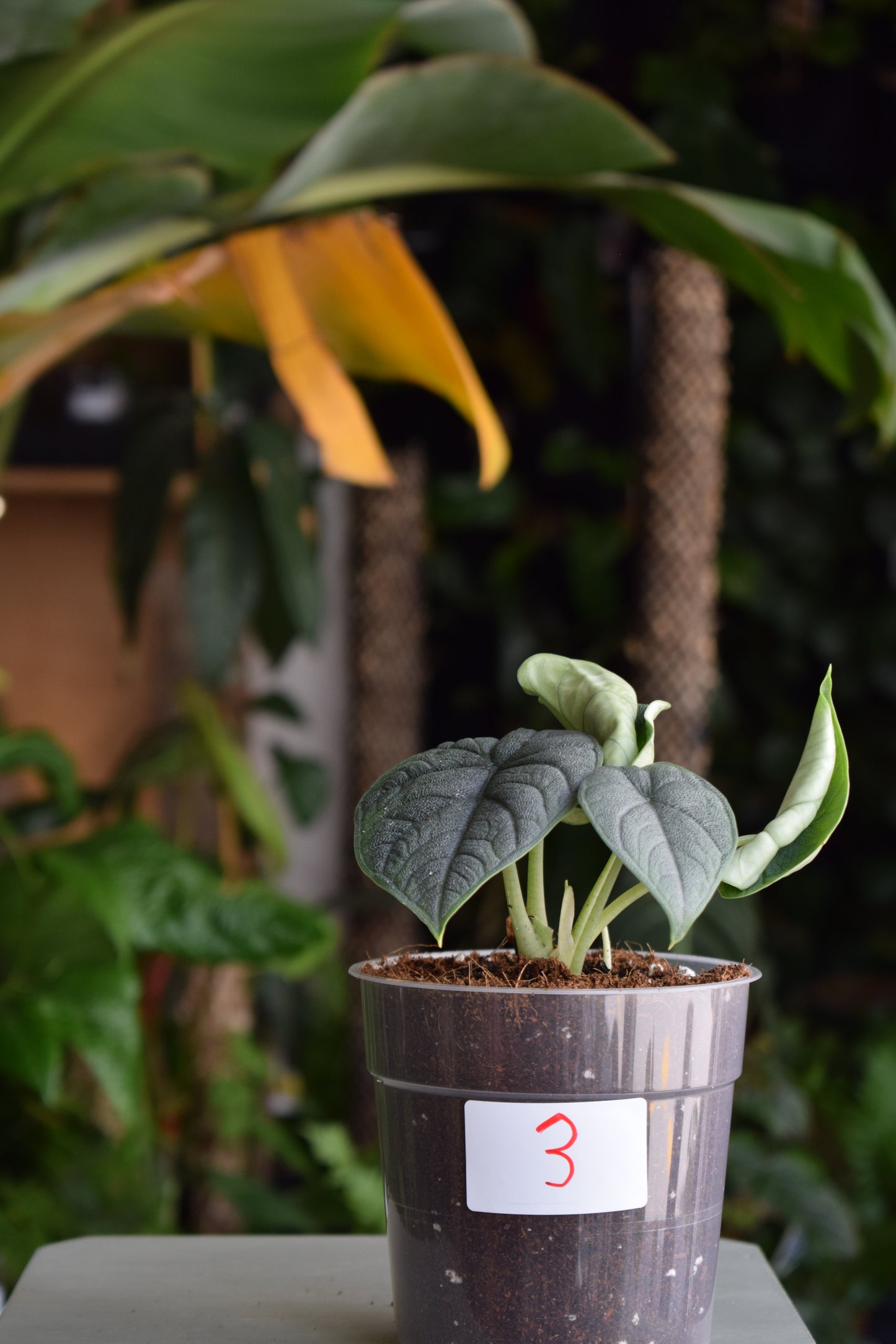 Alocasia Melo 