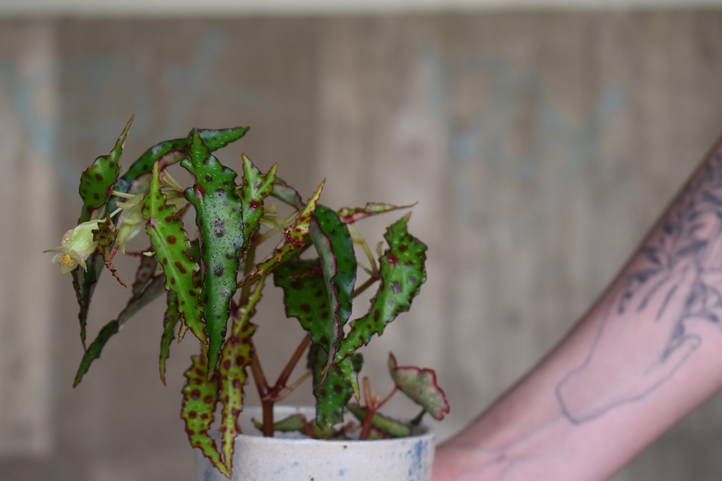 Begonia Amphioxus