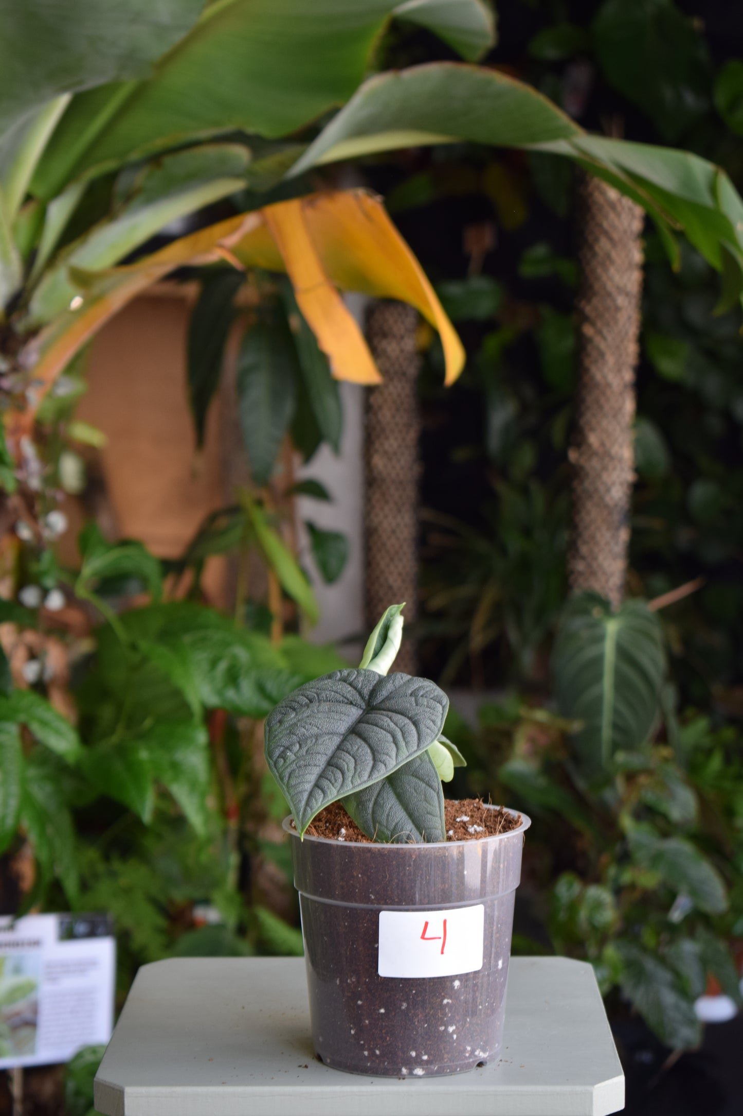 Alocasia Melo