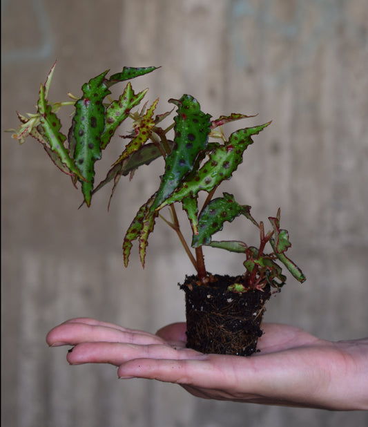 Begonia Amphioxus