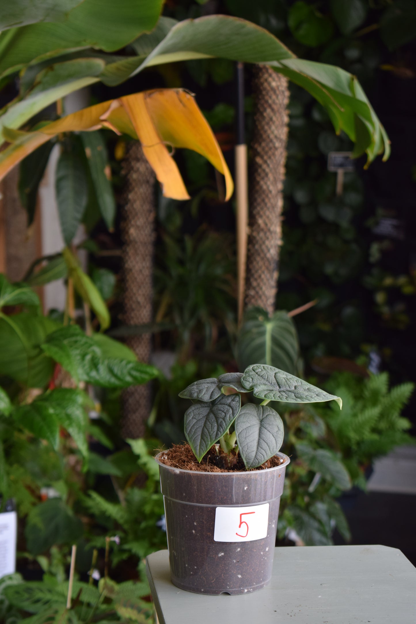 Alocasia Melo 