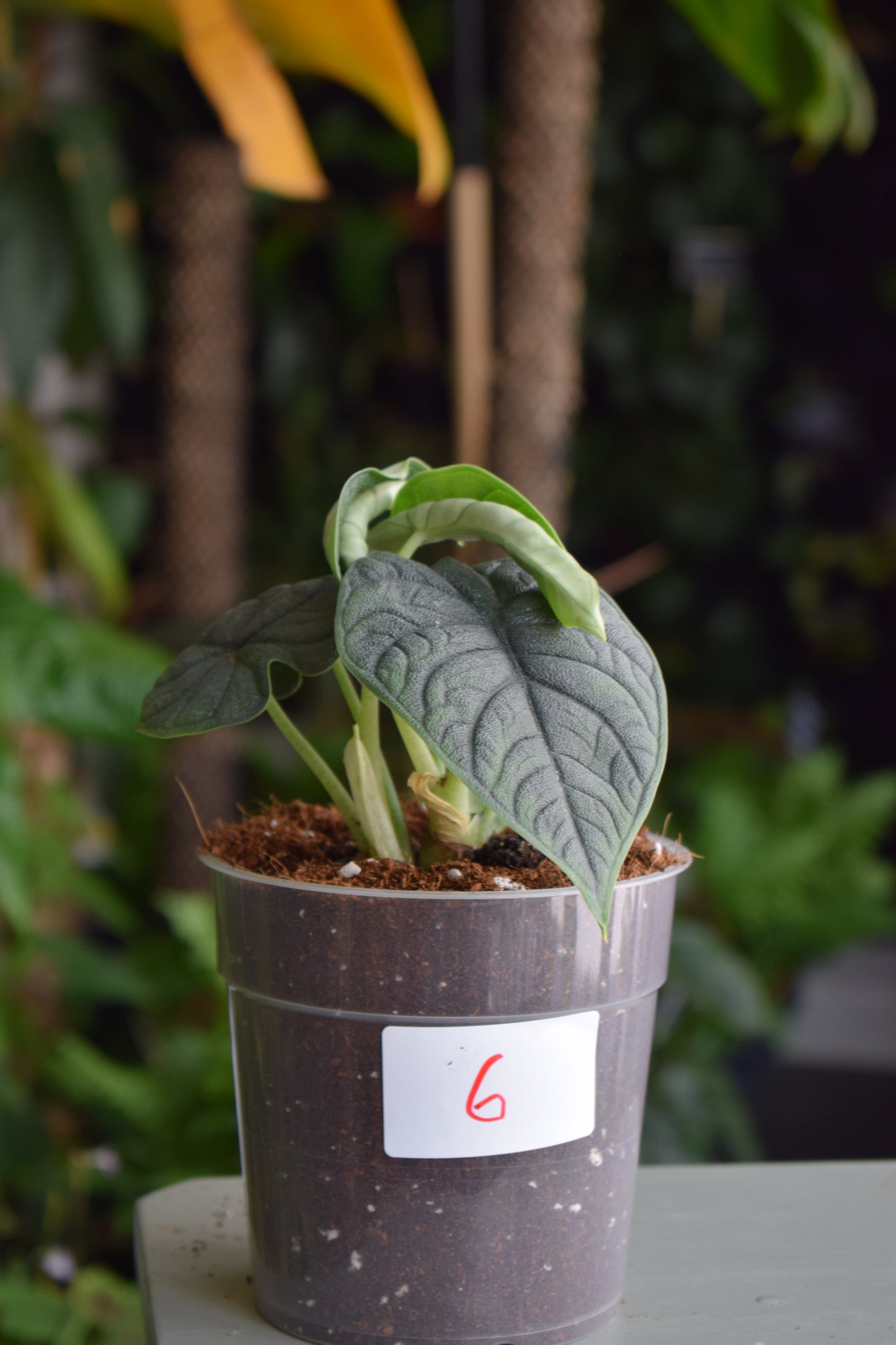 Alocasia Melo 