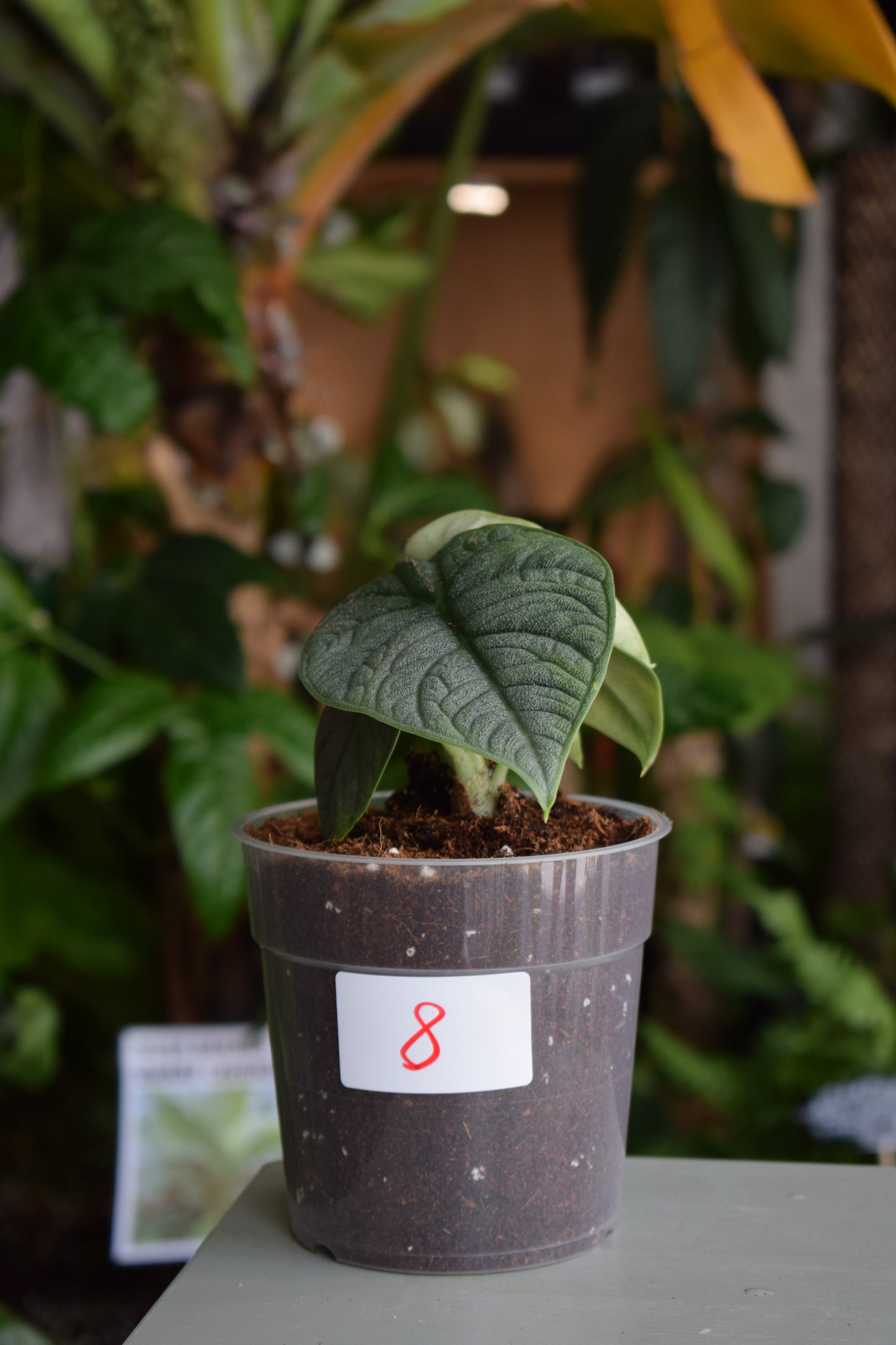 Alocasia Melo