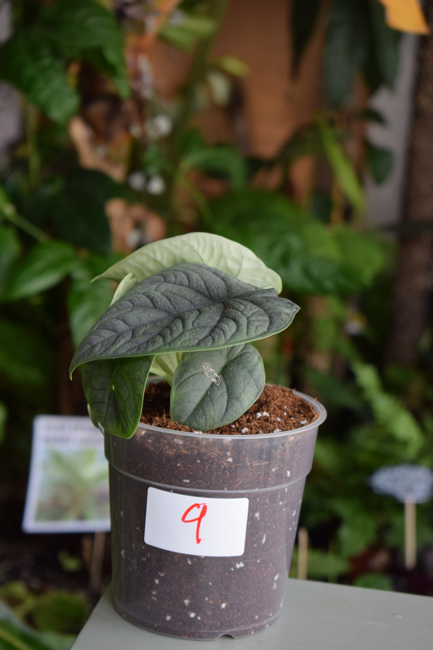 Alocasia Melo 