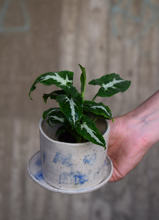 Syngonium Wendlandii