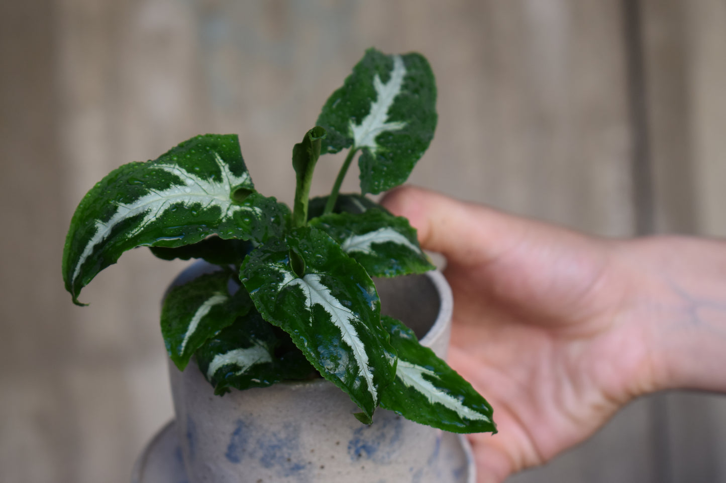 Syngonium Wendlandii