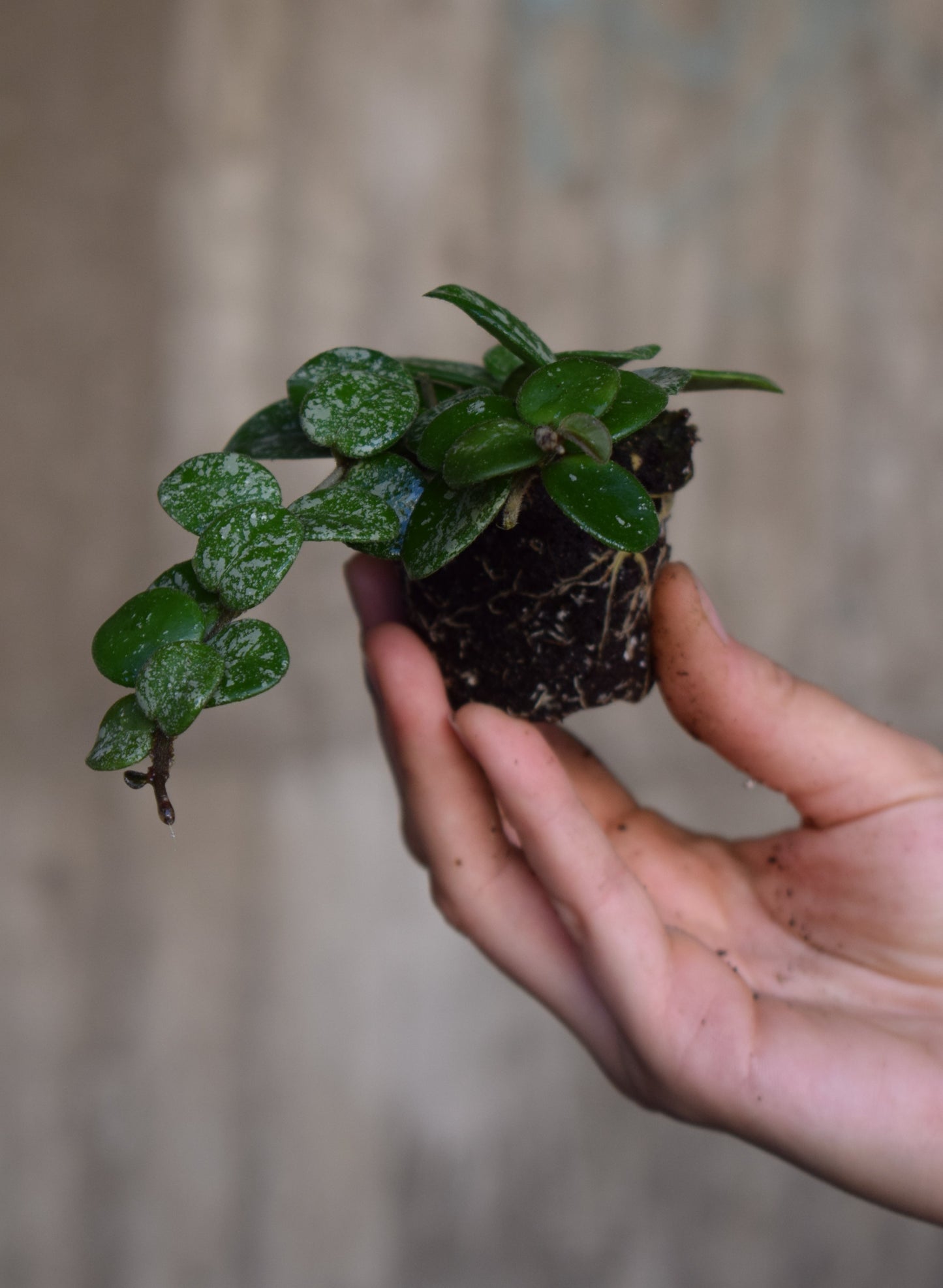 Hoya Mathilde Splash