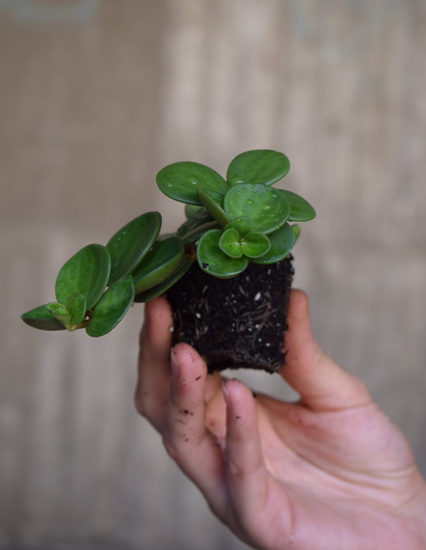 Peperomia hope