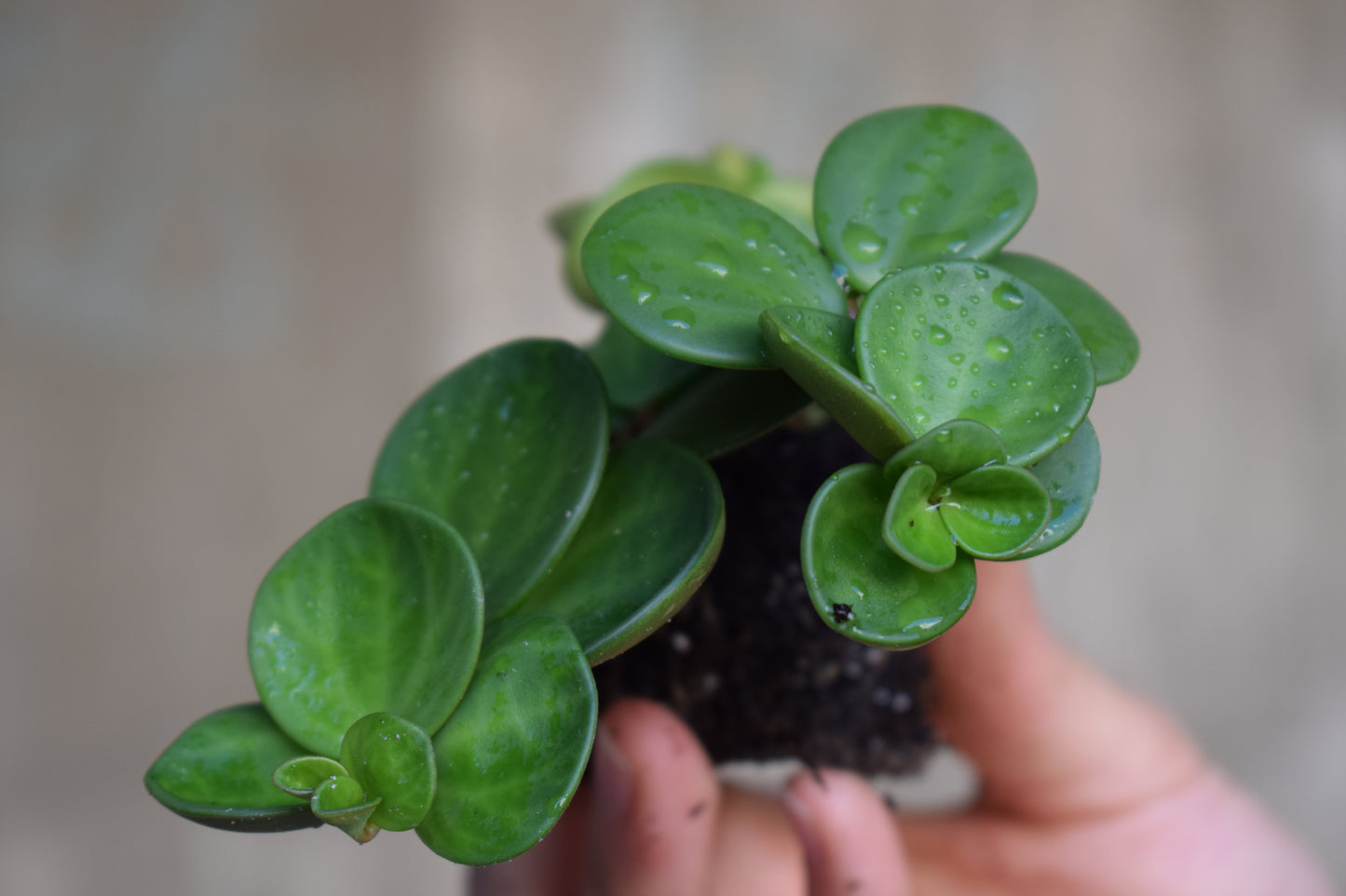 Peperomia hope