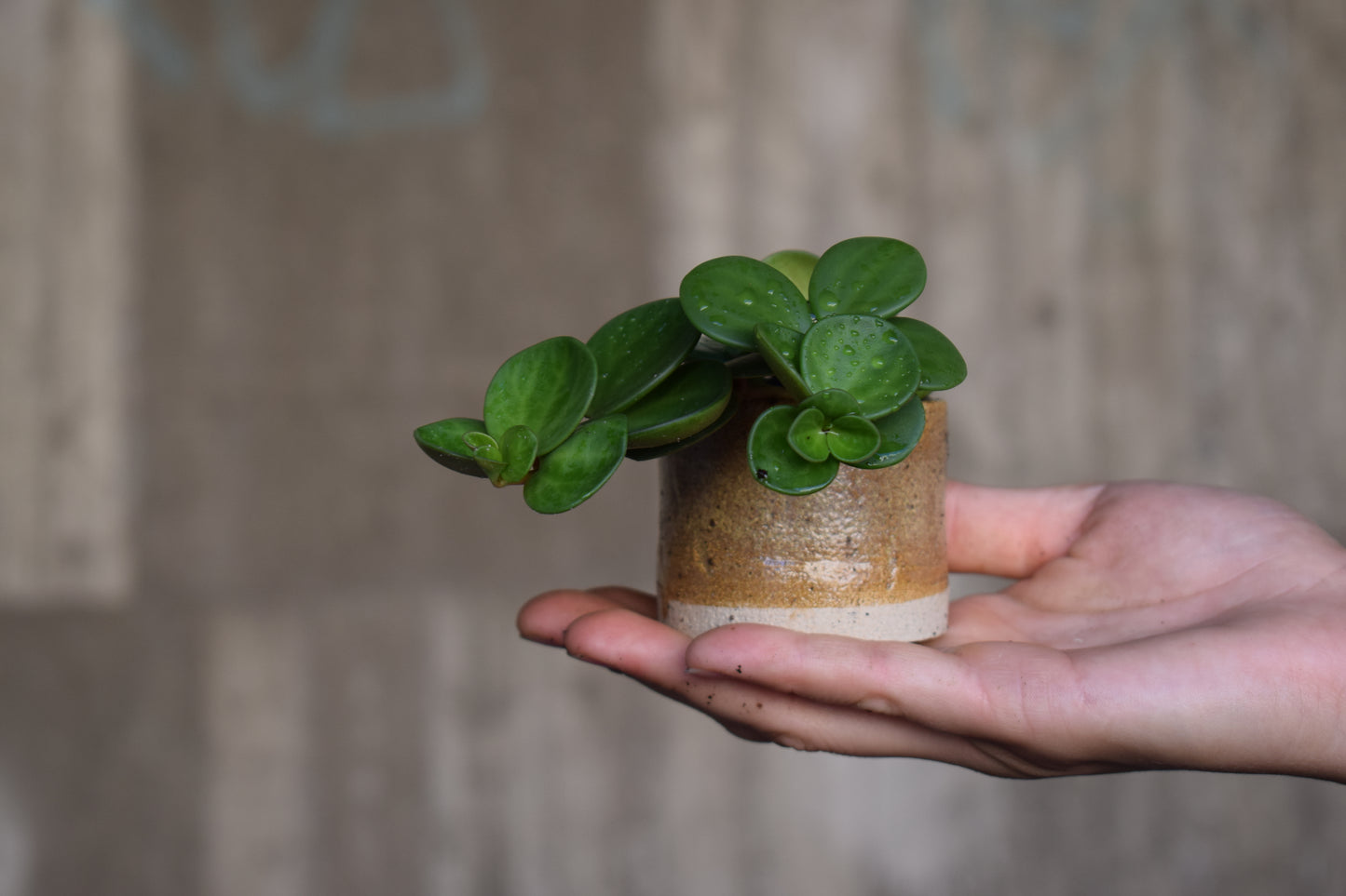 Peperomia hope