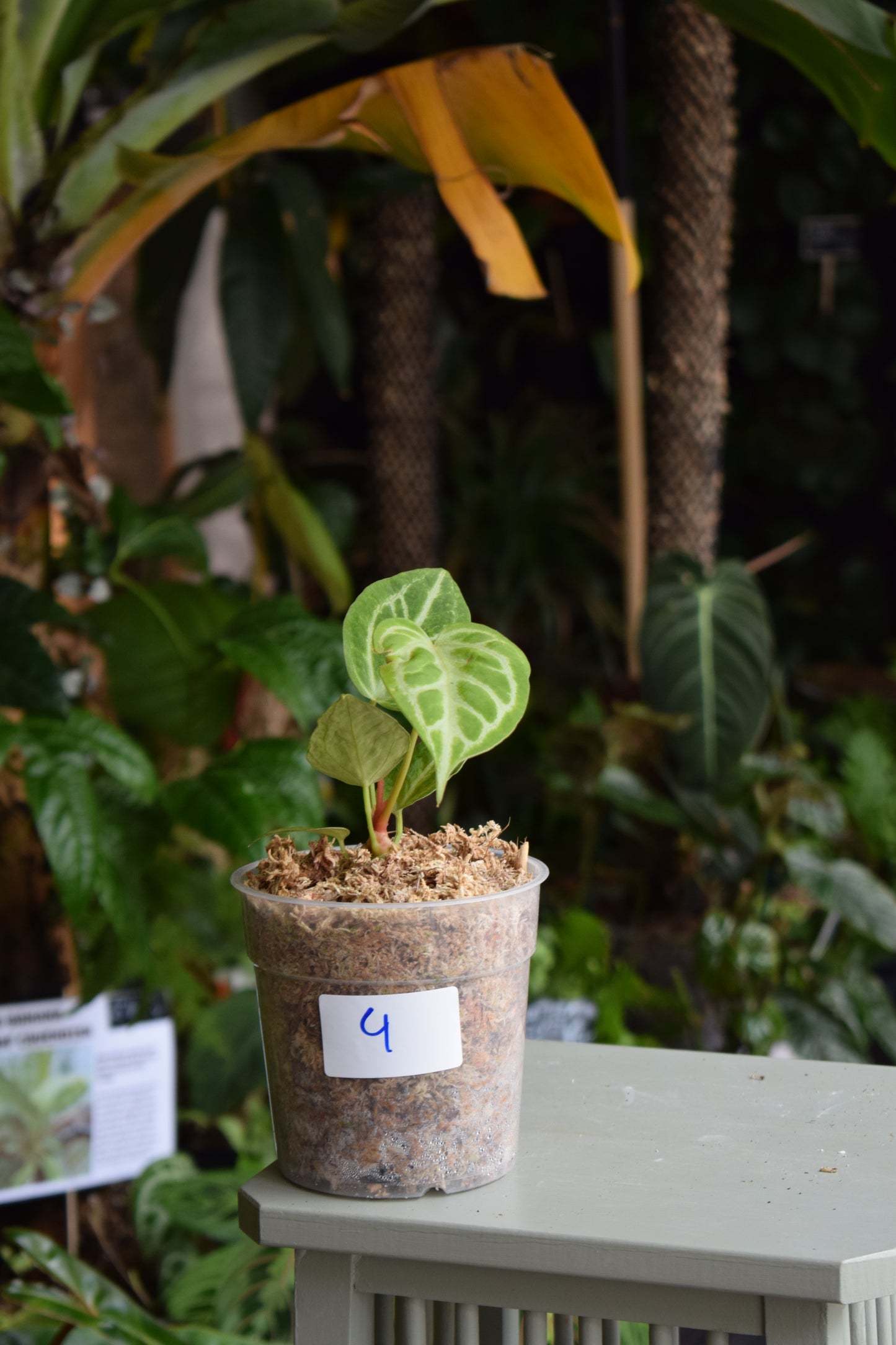 Anthurium Magnificum