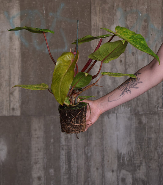 Philodendron 'Painted Lady'