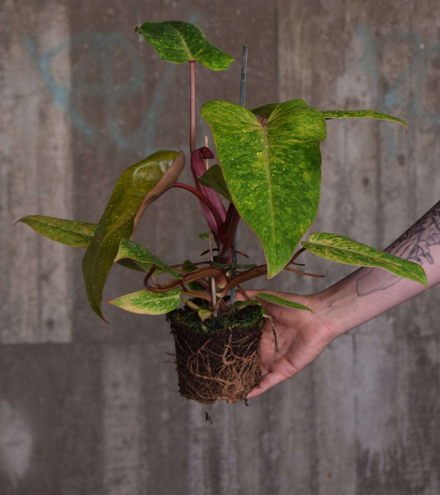 Philodendron 'Painted Lady'