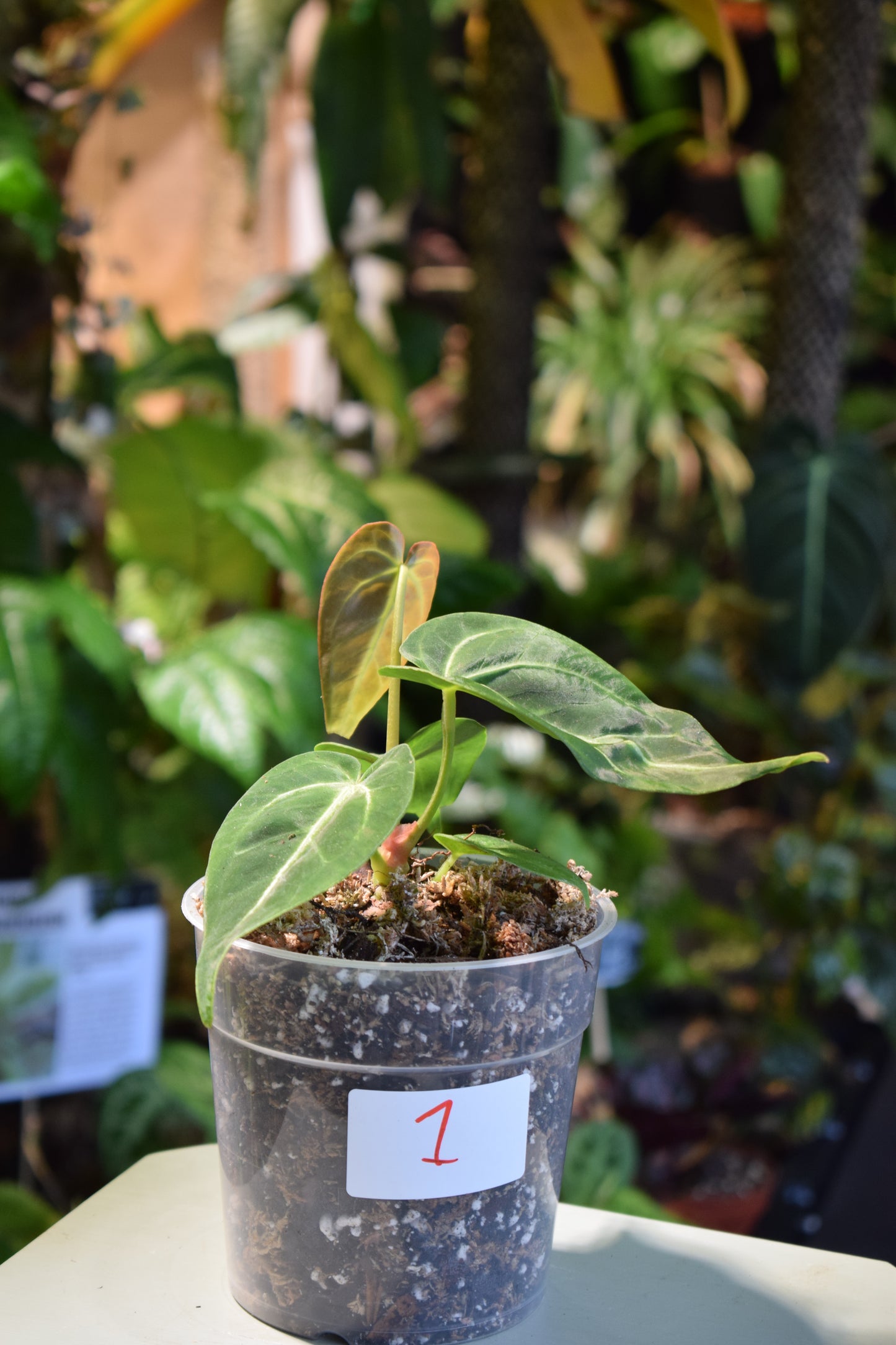 Anthurium Magnificum