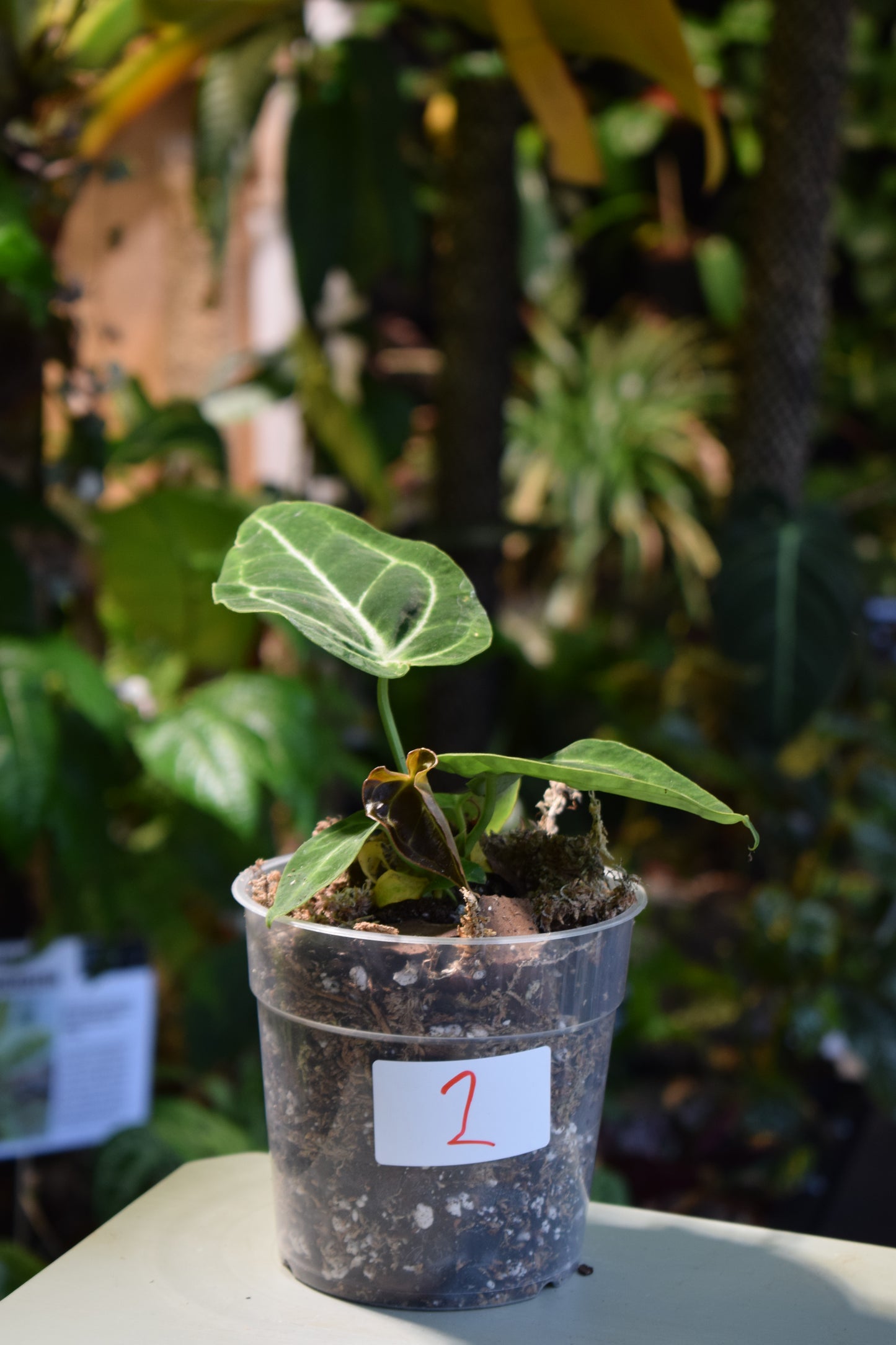 Anthurium Magnificum