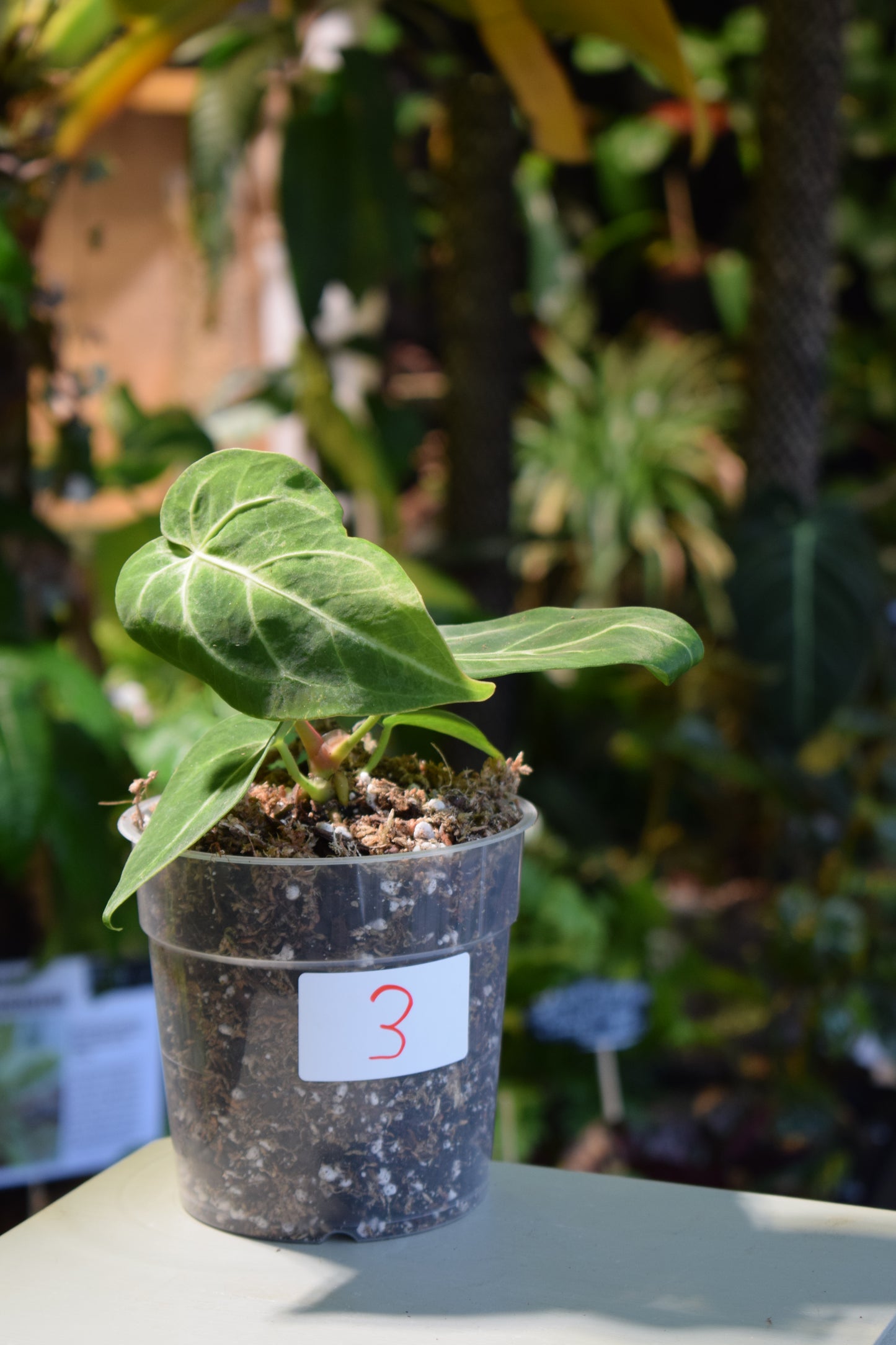 Anthurium Magnificum