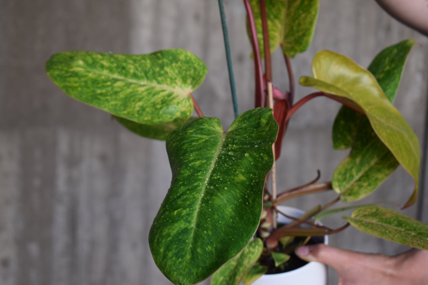 Philodendron 'Painted Lady'