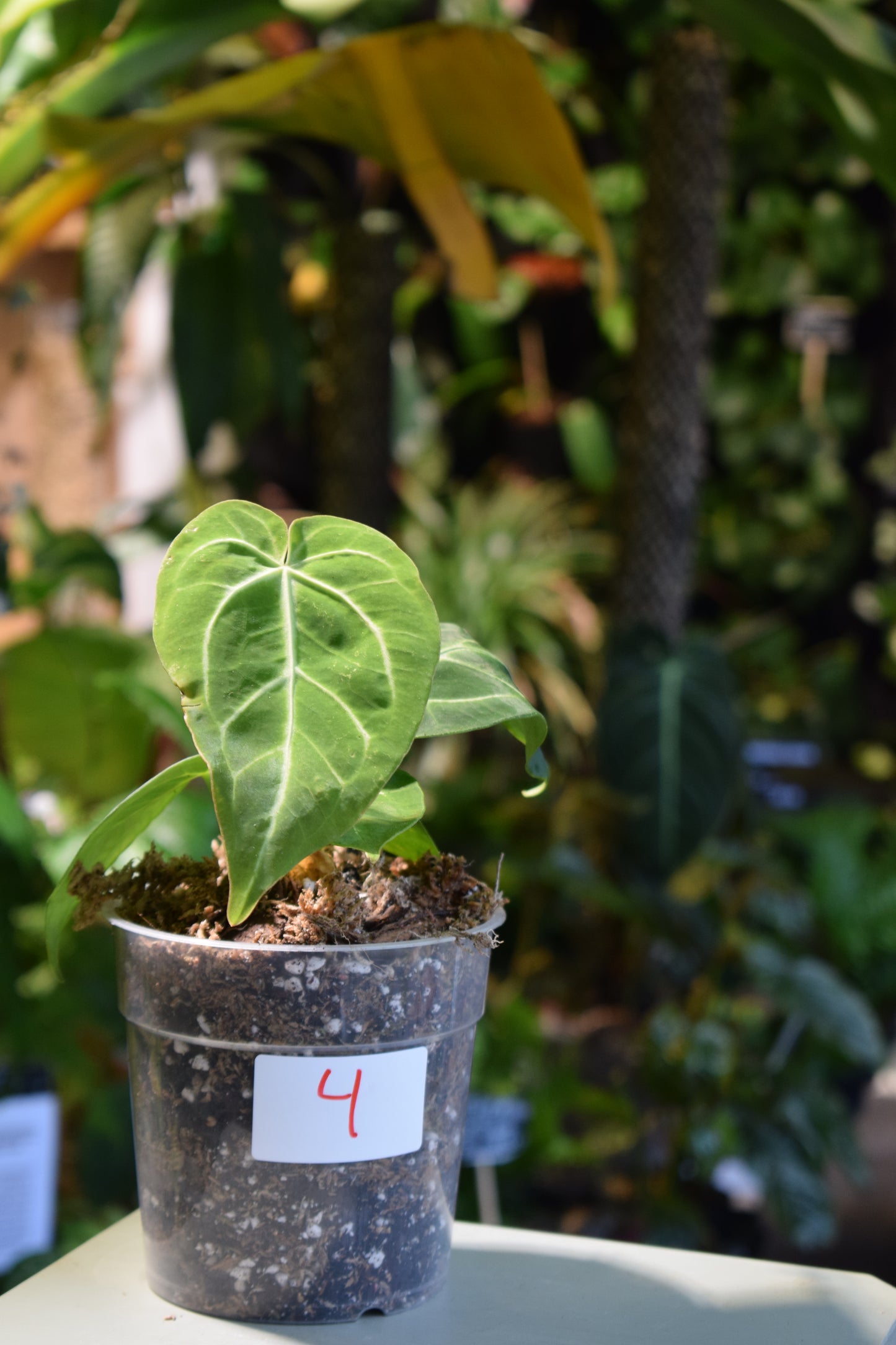 Anthurium Magnificum