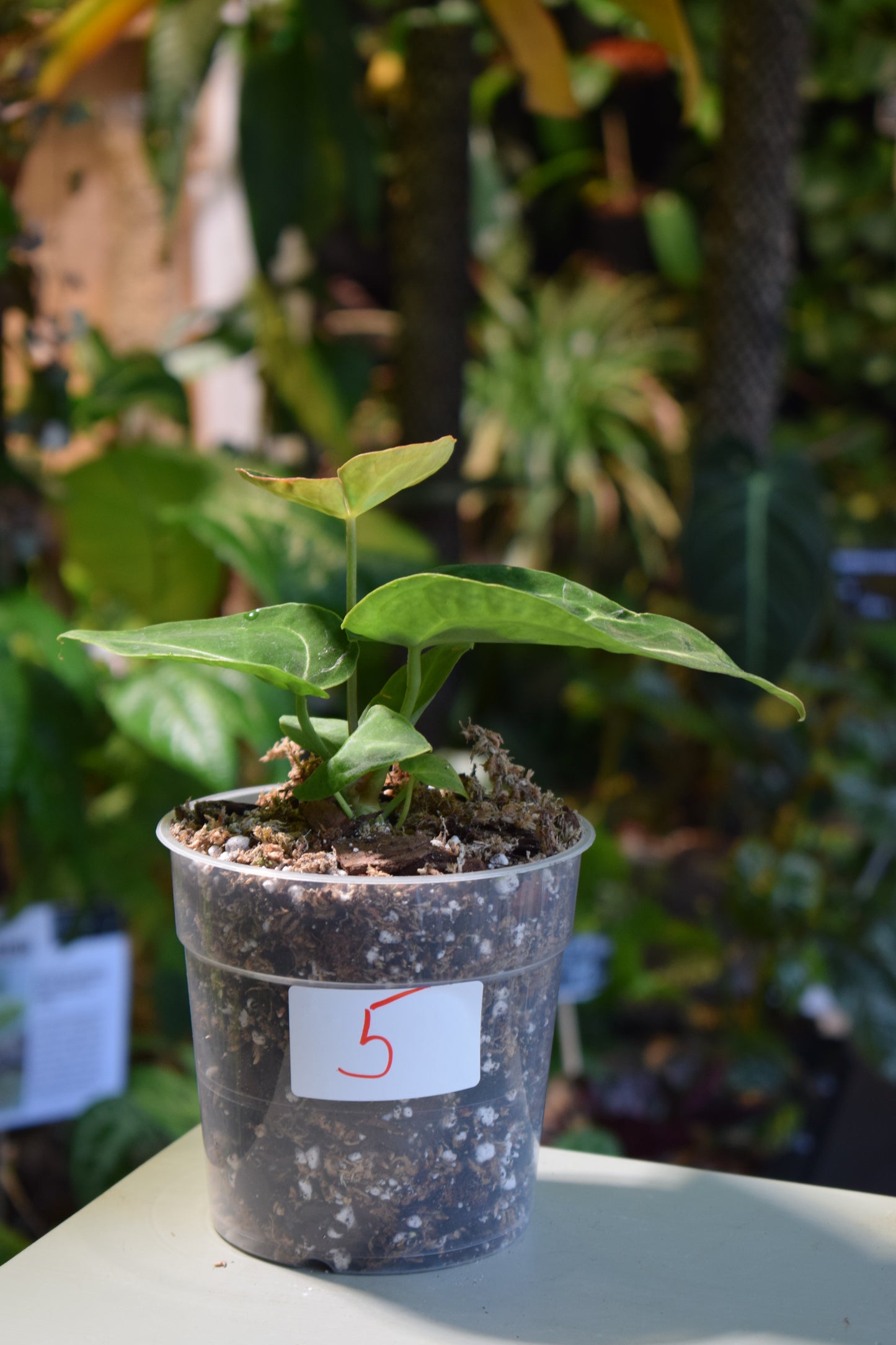 Anthurium Magnificum