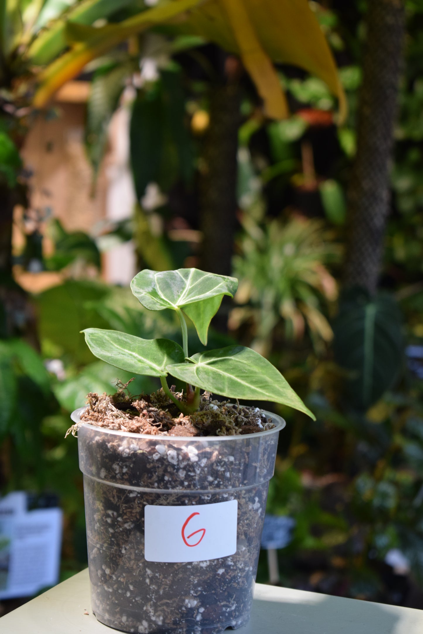 Anthurium Magnificum