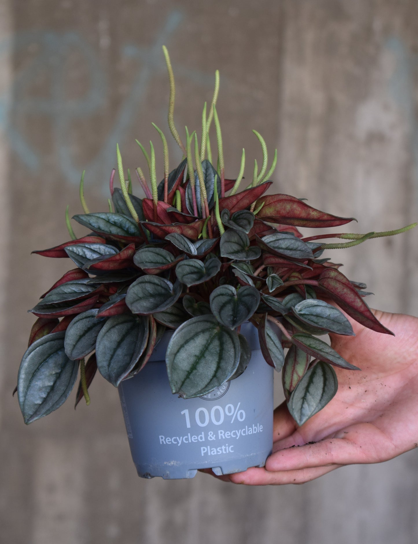 Peperomia caperata' Napoli Nights'