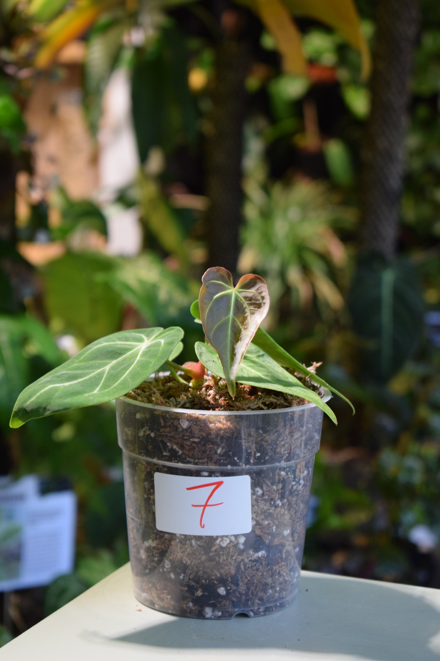 Anthurium Magnificum