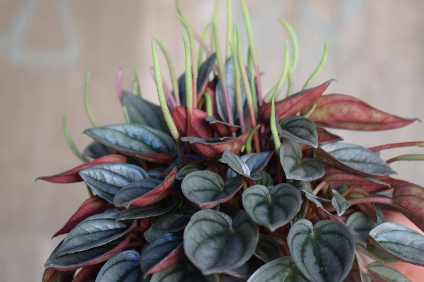 Peperomia caperata 'Napoli Nights'