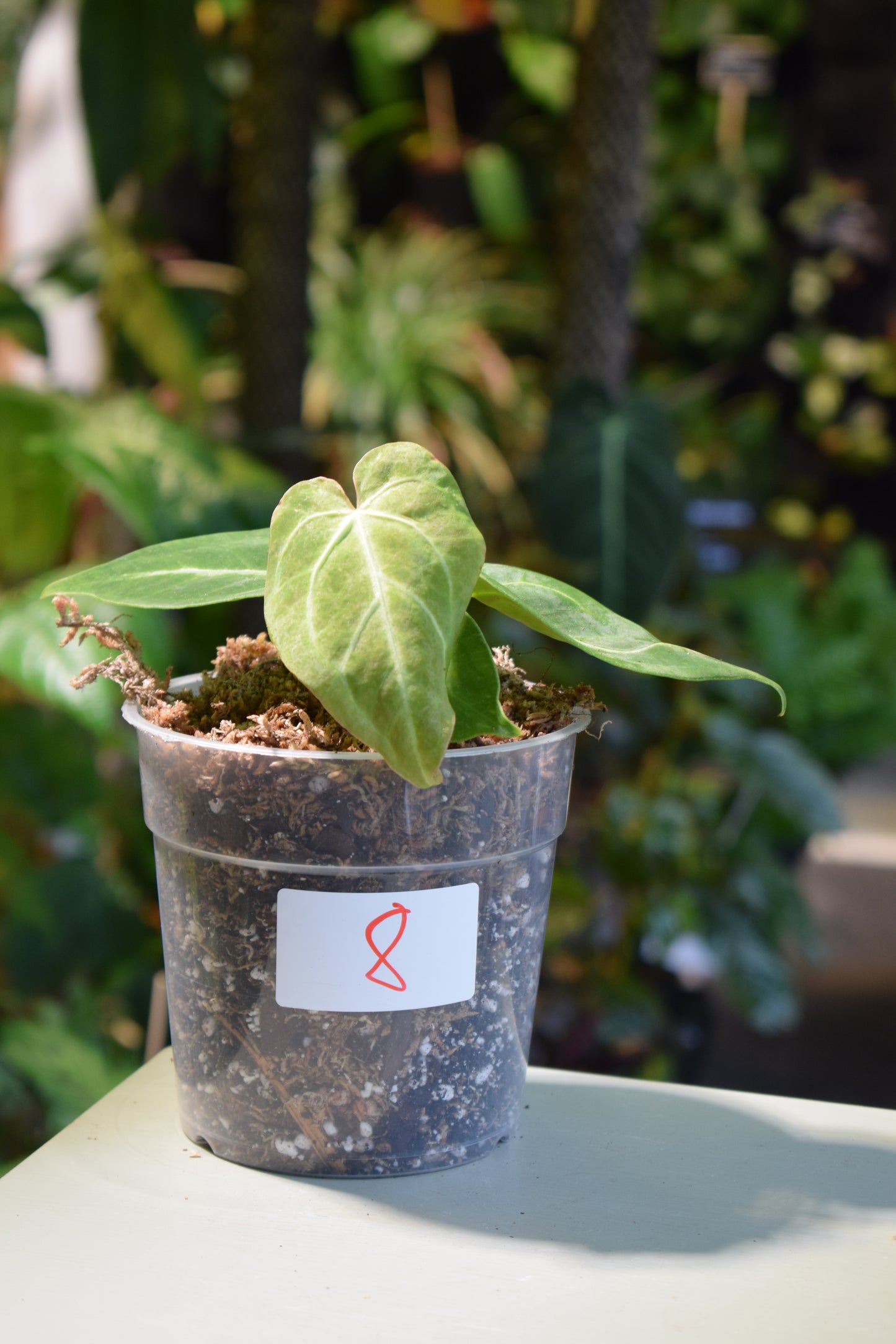 Anthurium Magnificum