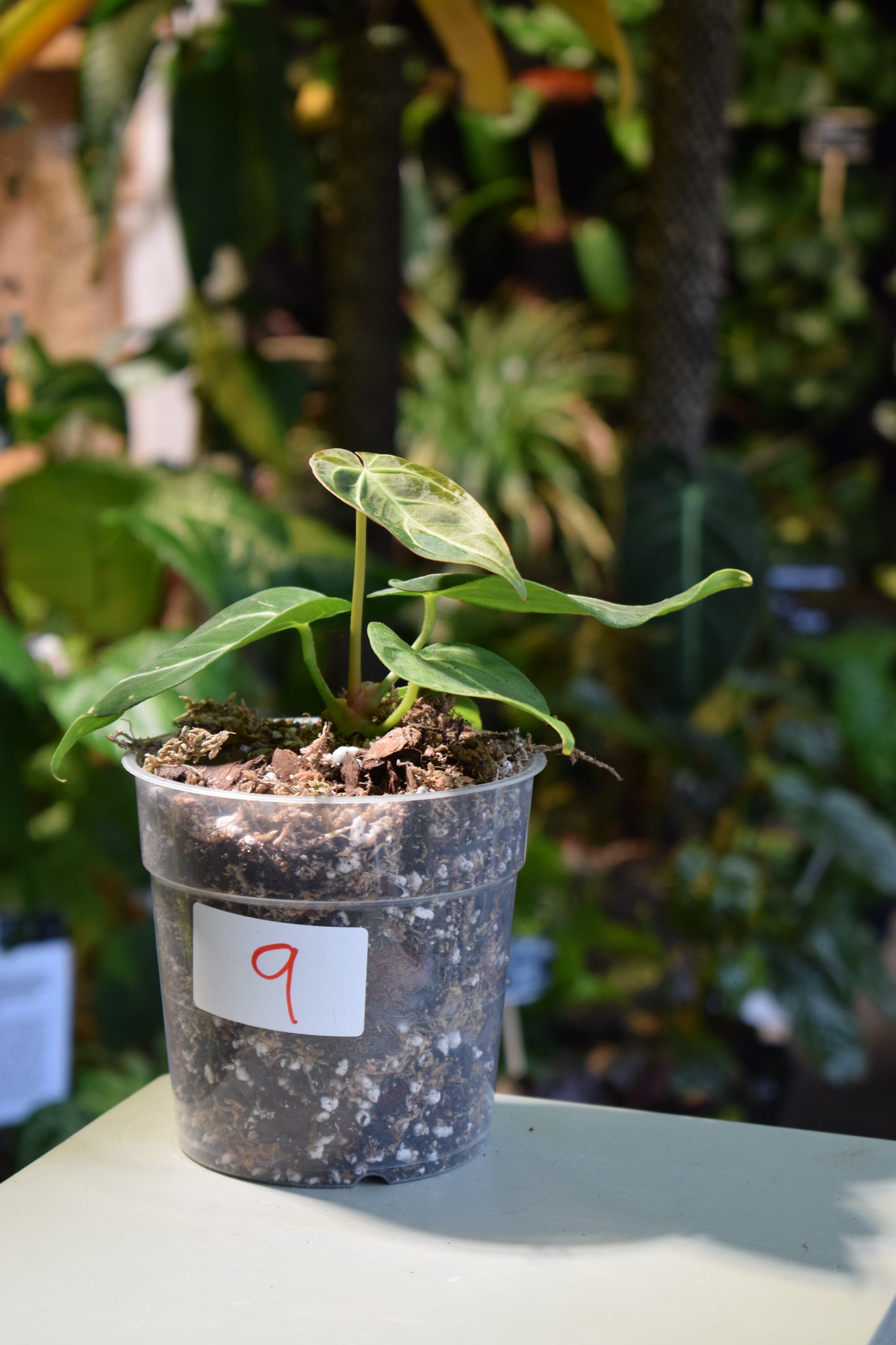 Anthurium Magnificum