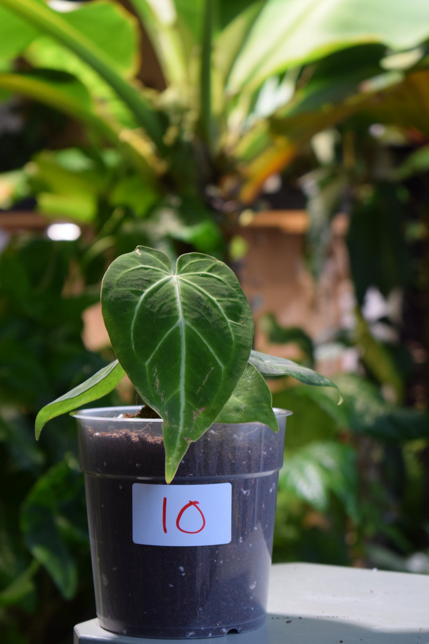 Anthurium Magnificum