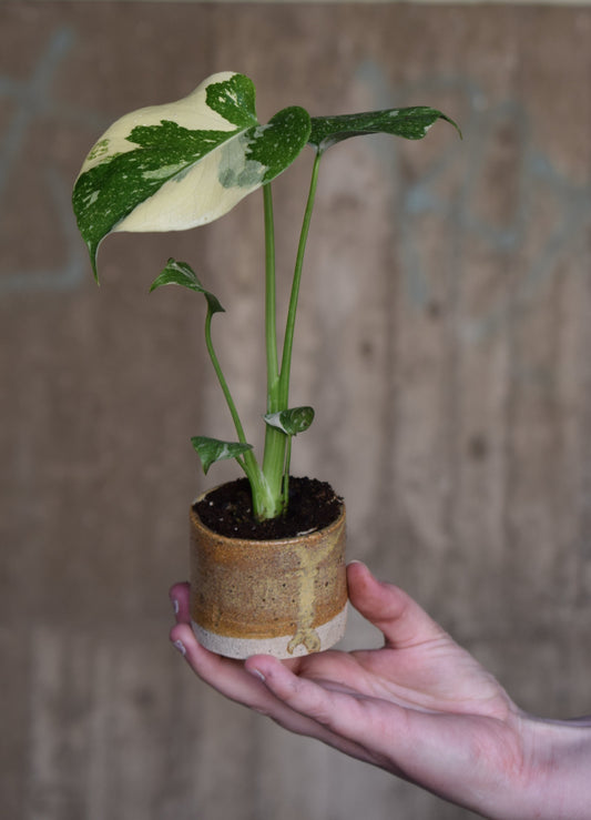 Monstera Thai Constellation