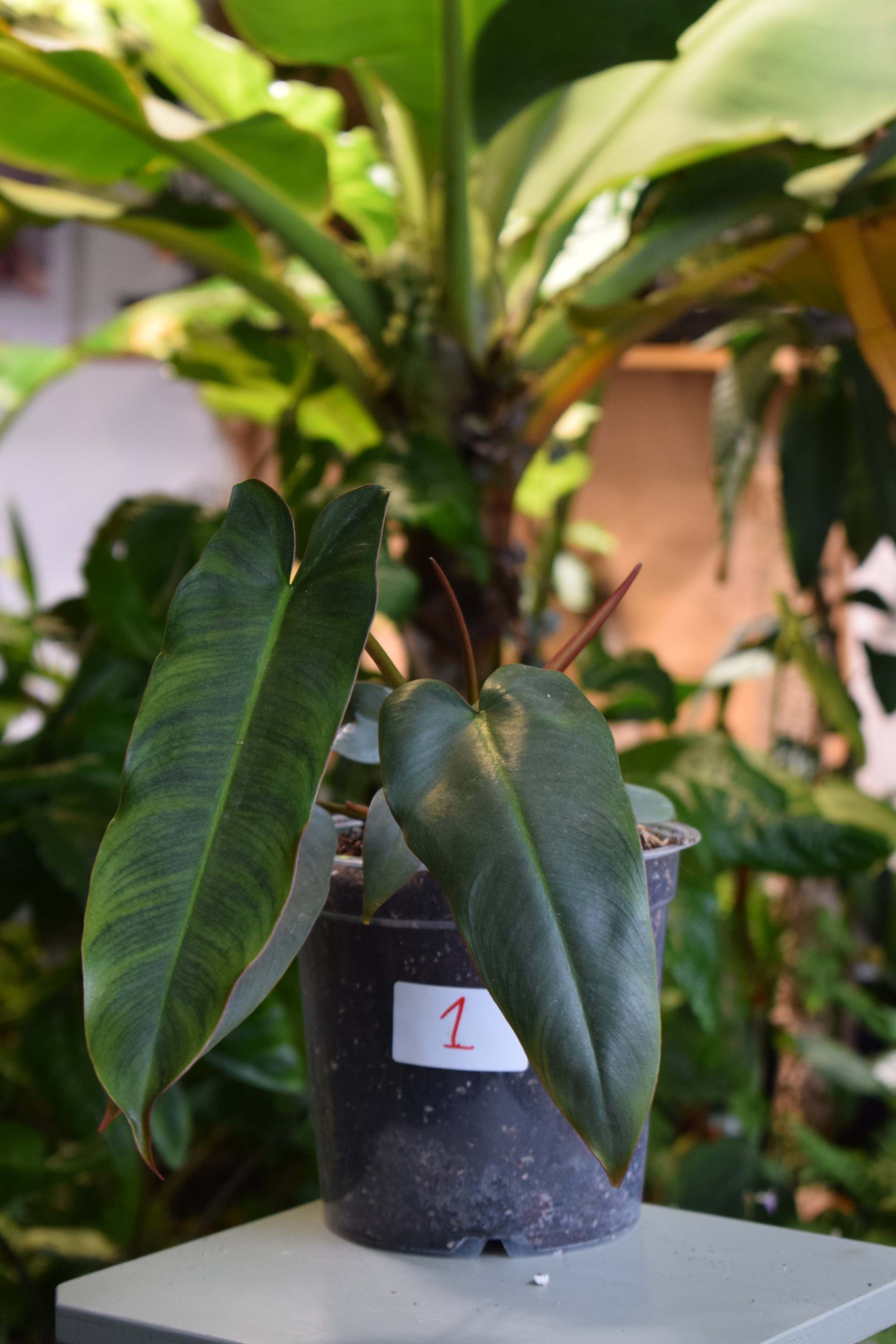 Philodendron high quality BILLIETIAE x ATABAPOENSE, ESTABLISHED Rooted Plant, U.S. Seller, Free Priority Shipping