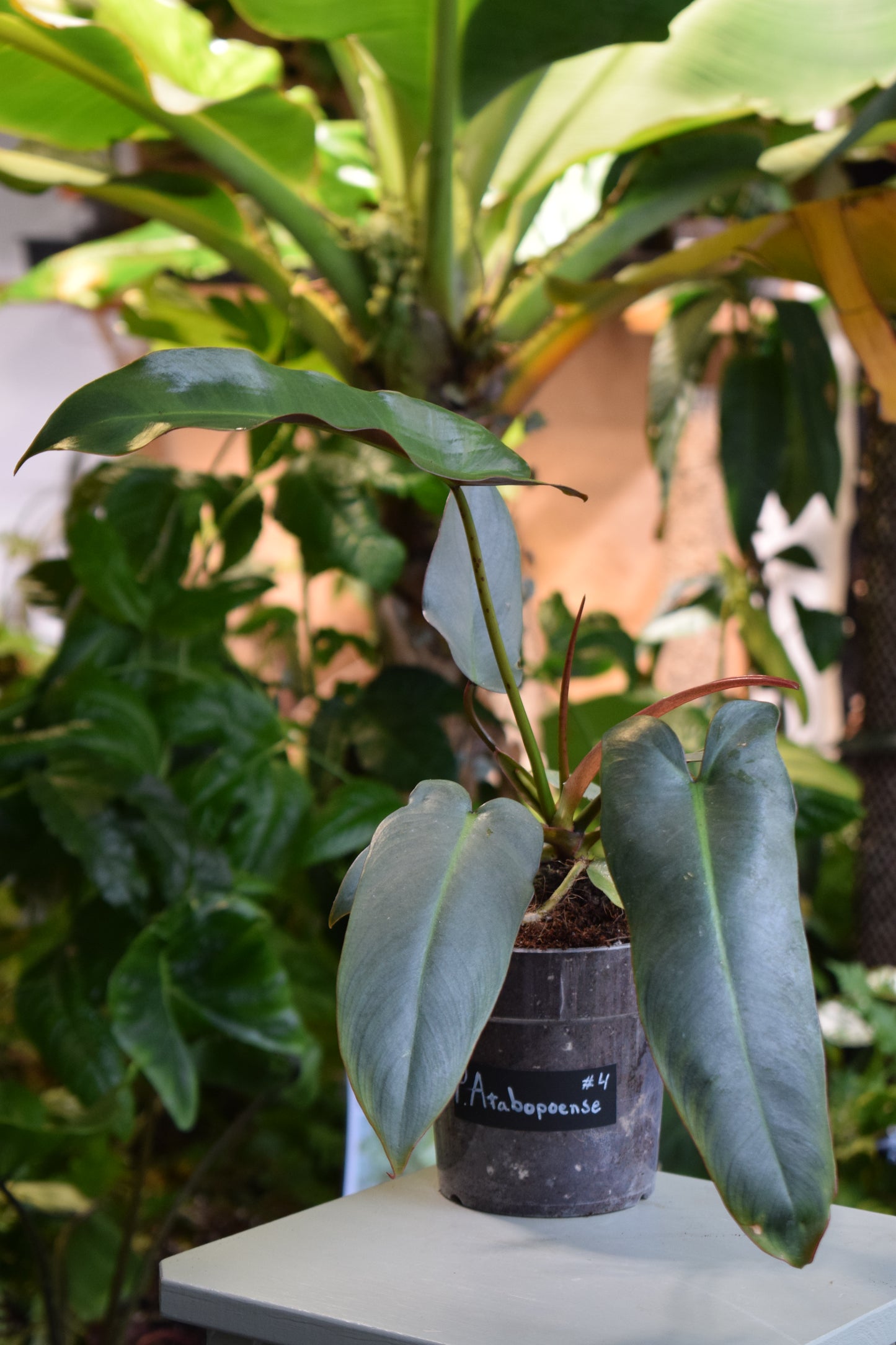 Philodendron atabapoense