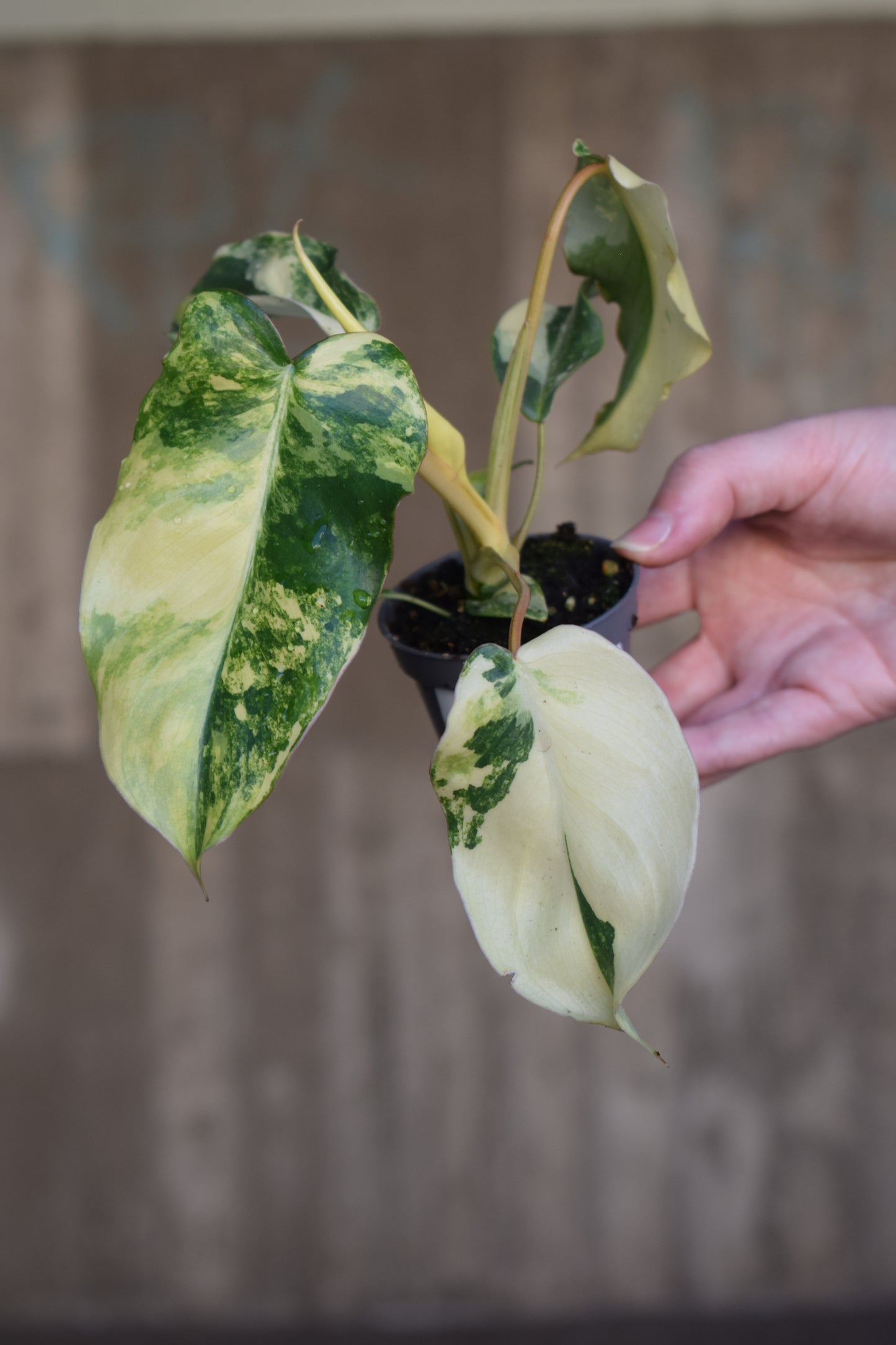 Philodendron burle-marxii albo variegata