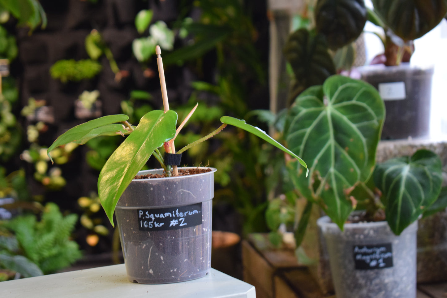 Philodendron Squamiferum