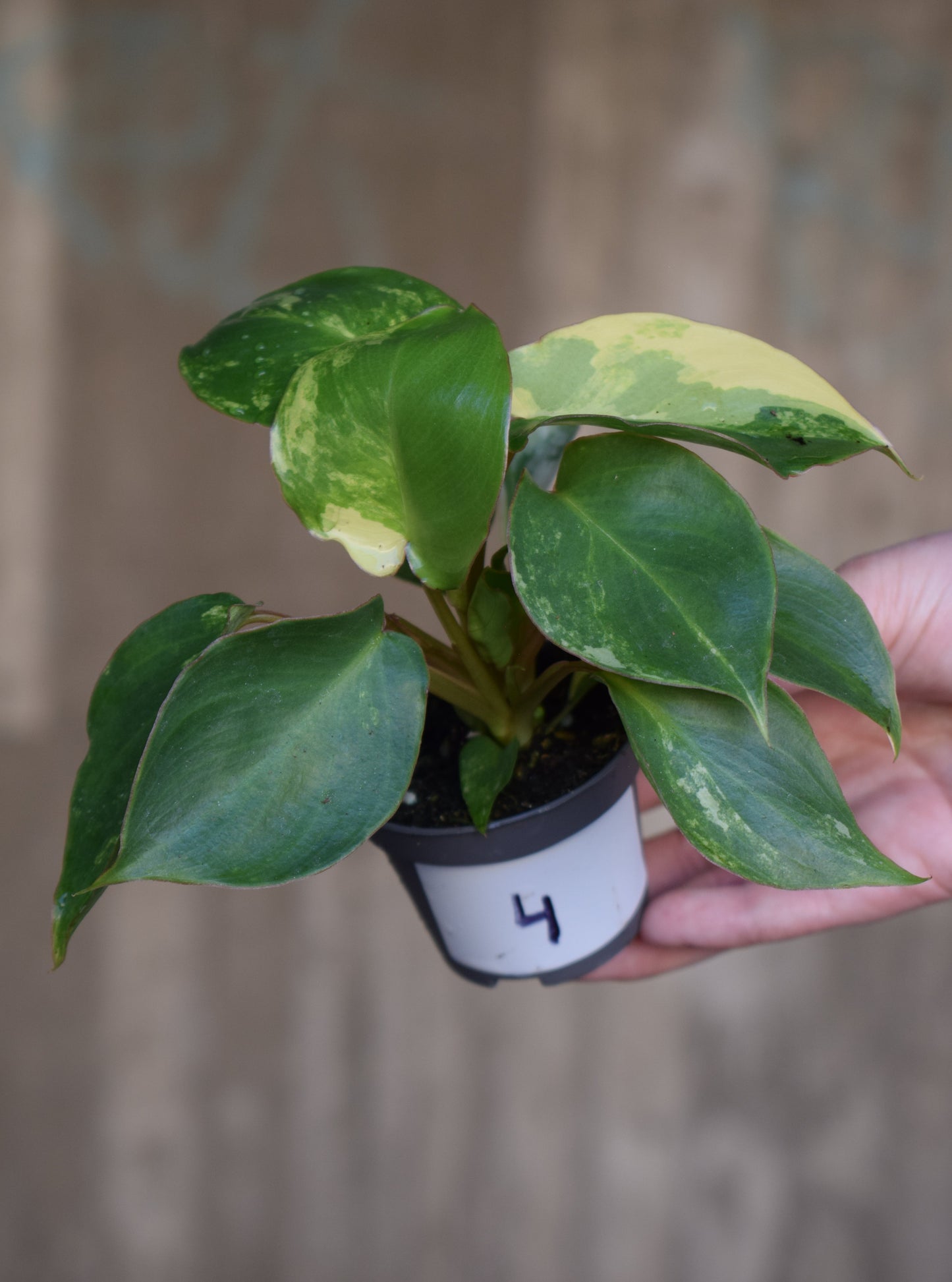 Philodendron burle-marxii albo variegata