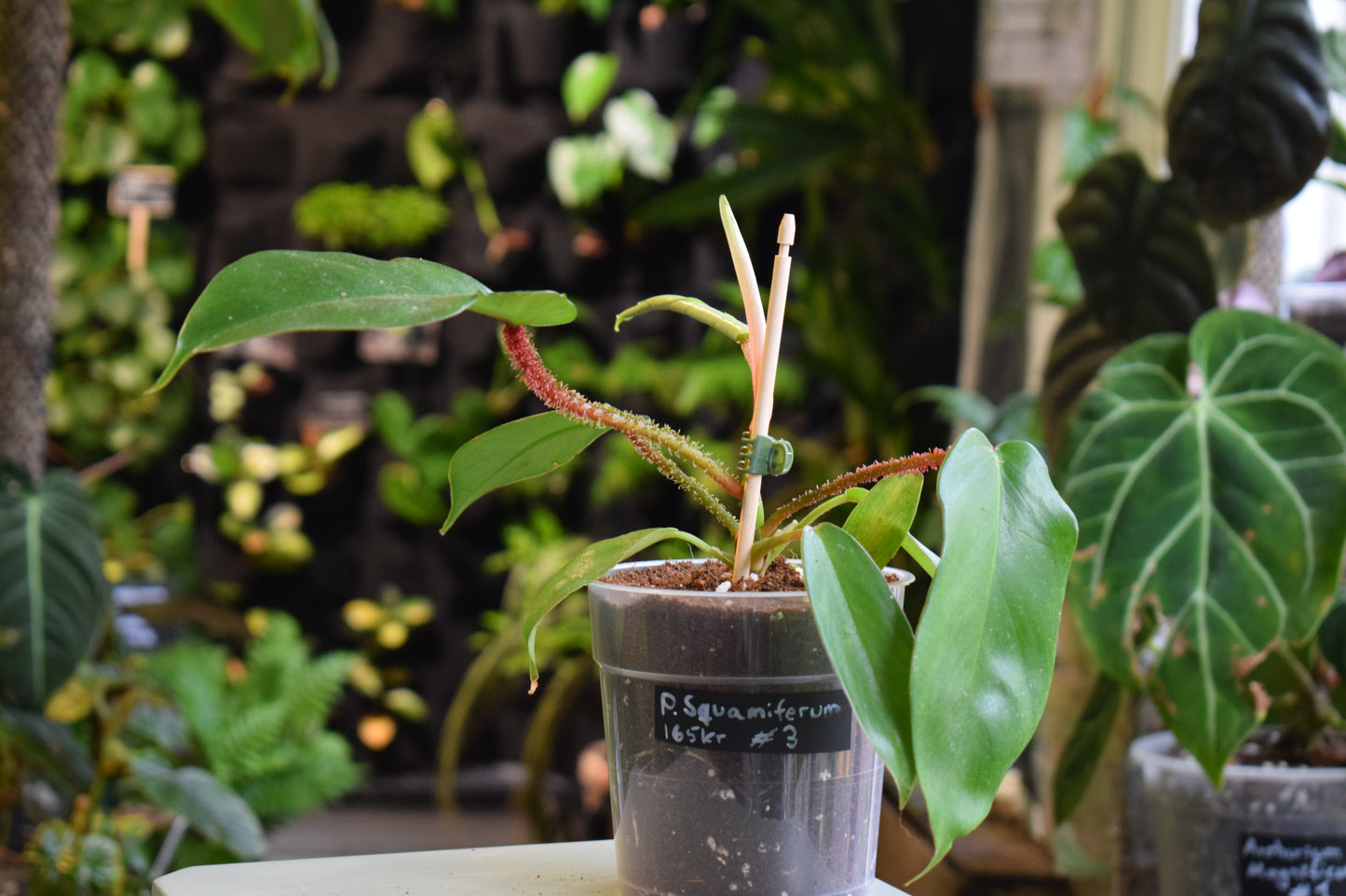 Philodendron Squamiferum