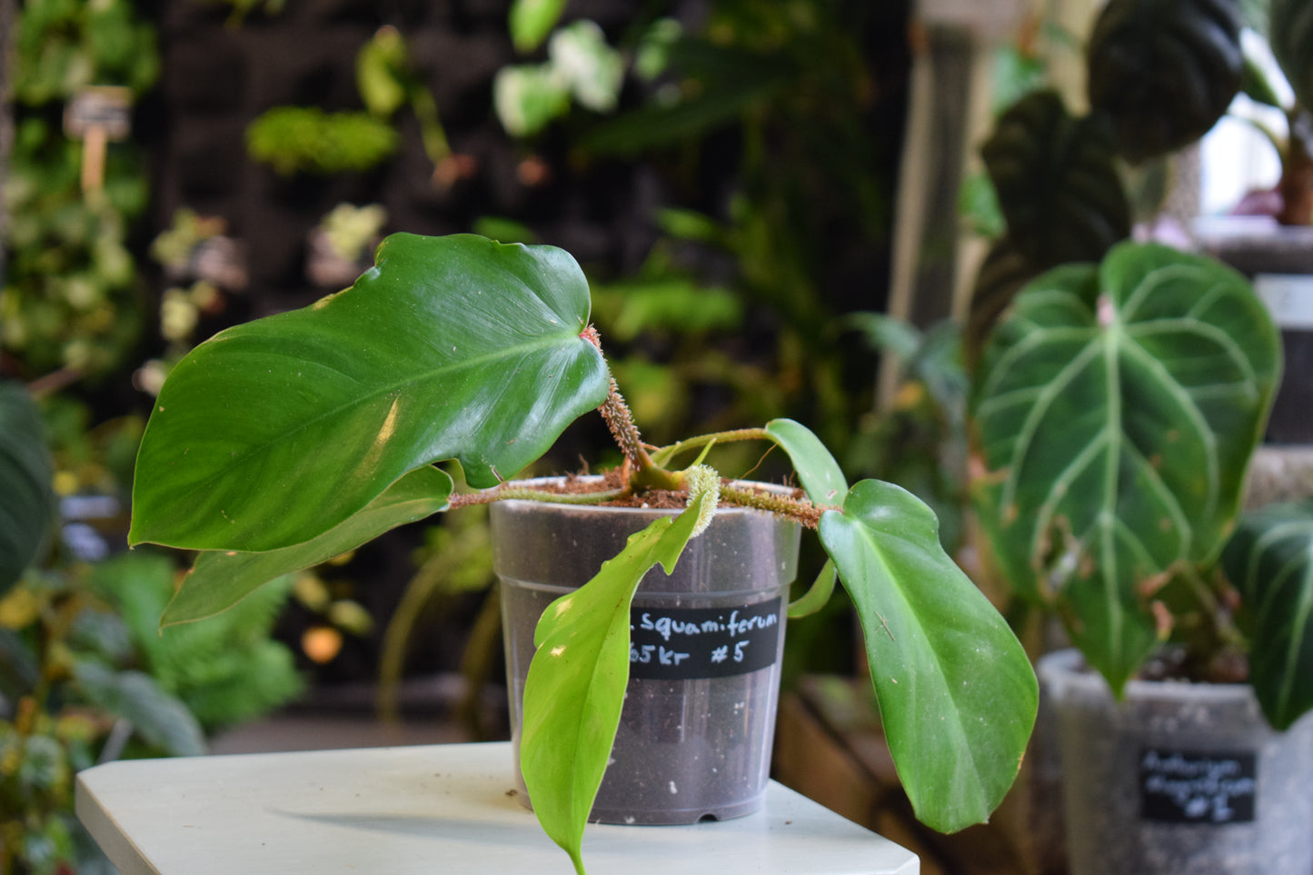 Philodendron Squamiferum