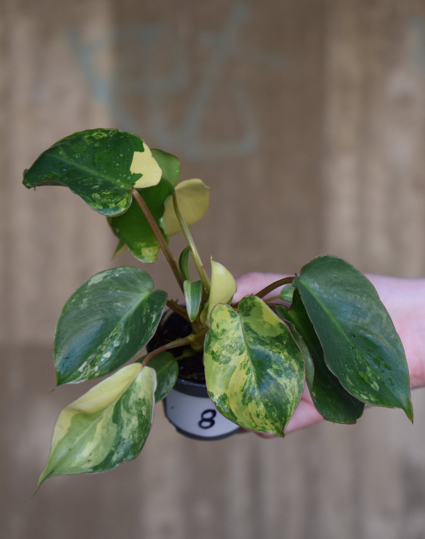 Philodendron burle-marxii albo variegata