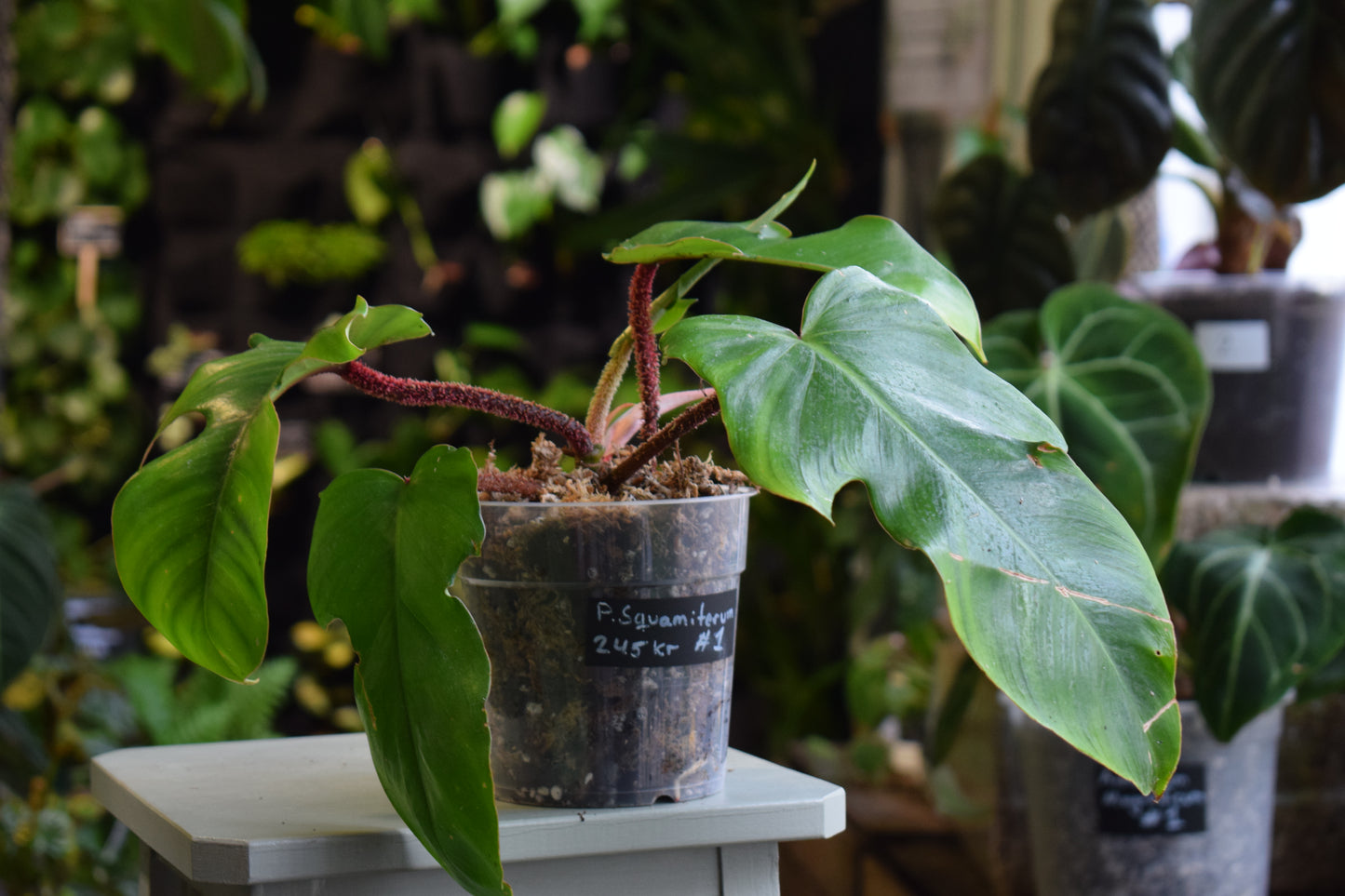 Philodendron Squamiferum