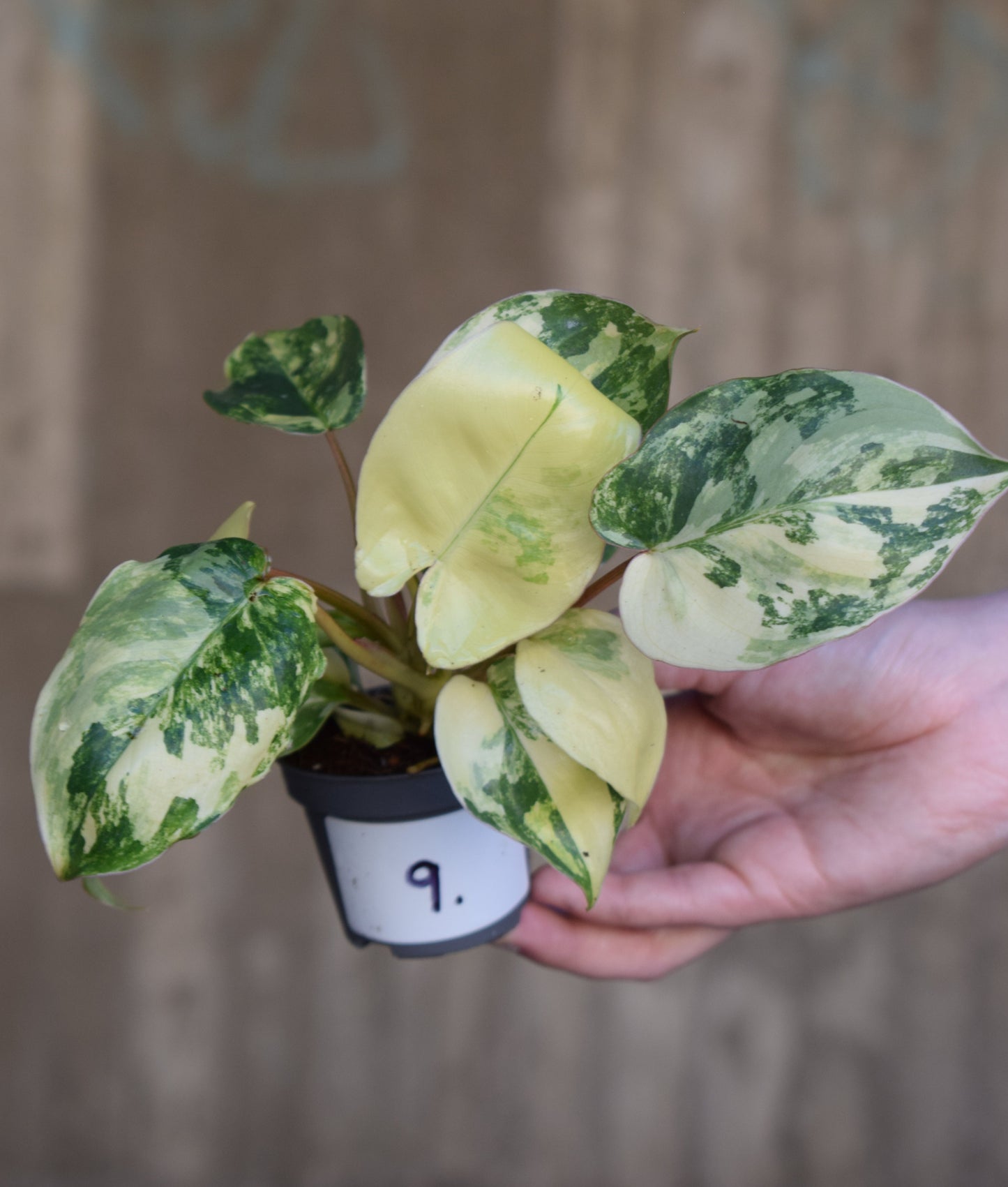 Philodendron burle-marxii albo variegata