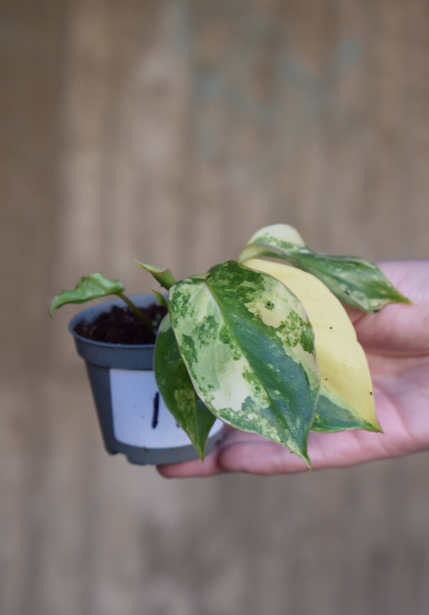 Philodendron burle-marxii albo variegata