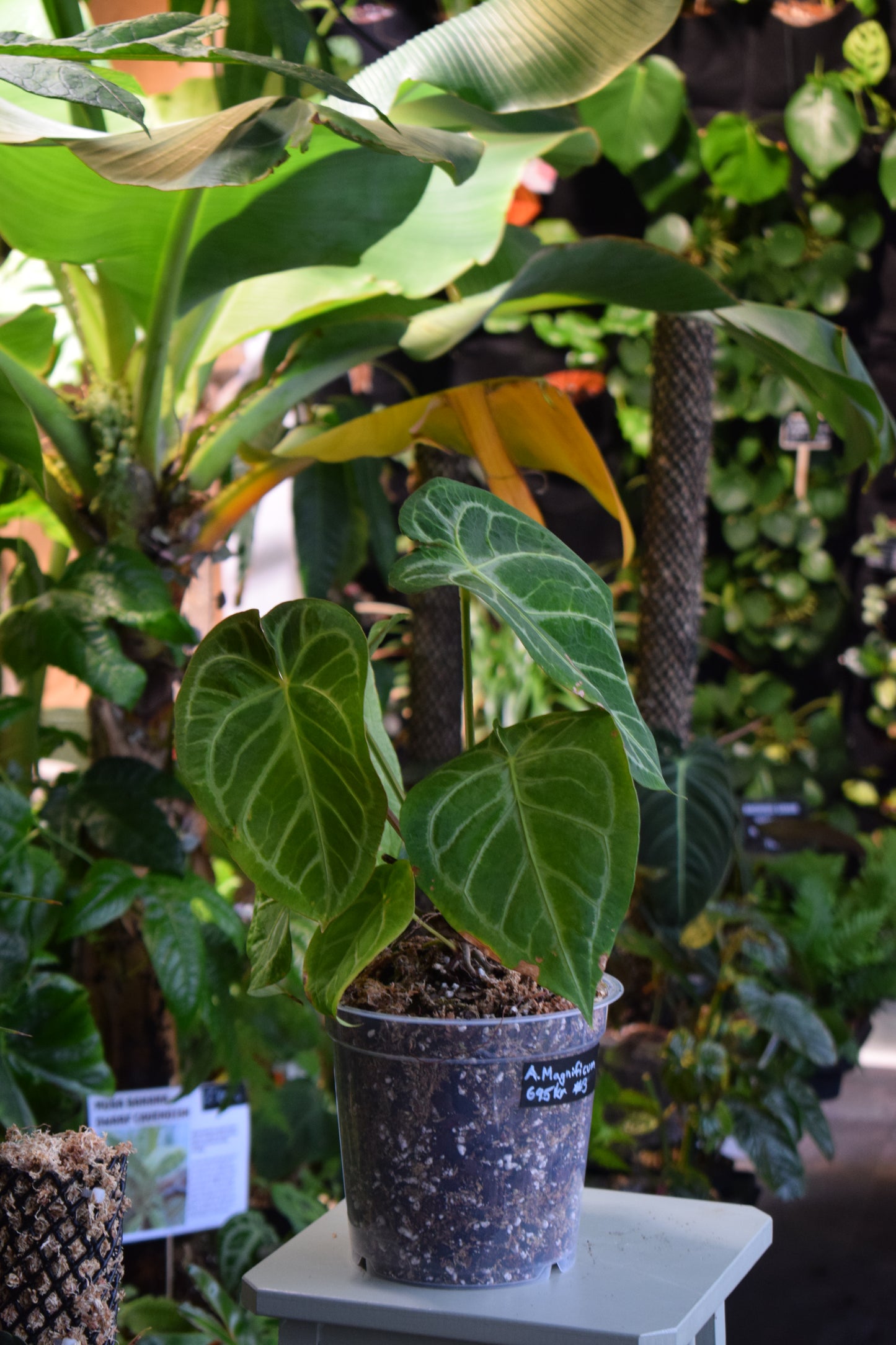 Anthurium Magnificum