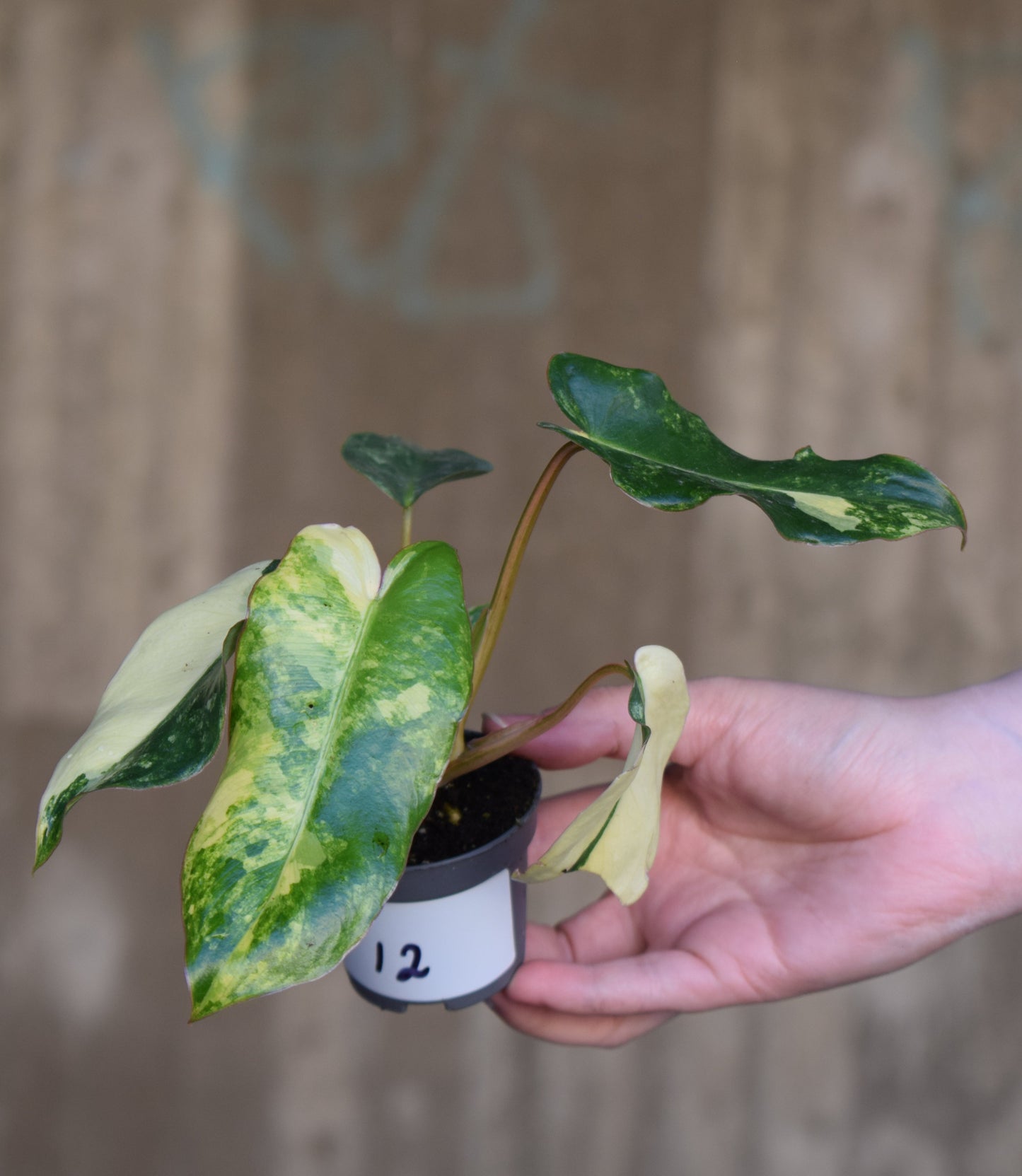 Philodendron burle-marxii albo variegata